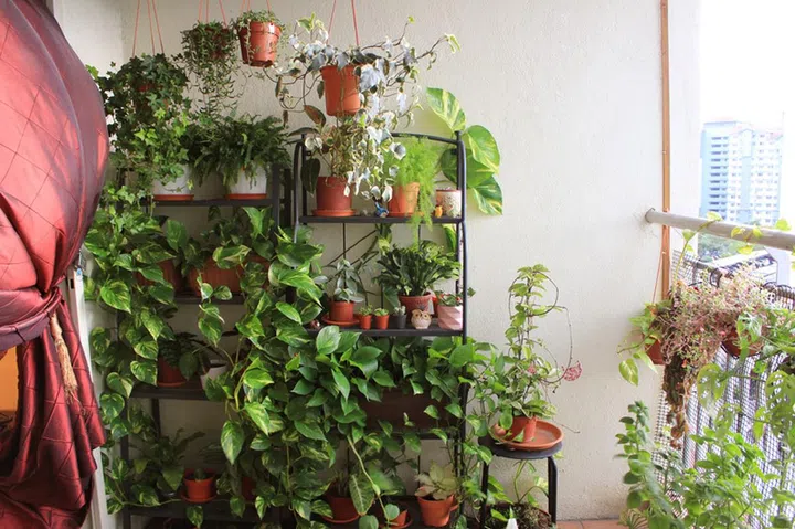 My mother has built quite the secret garden in our balcony, making it a very calming place to spend time in when things get stressful. 