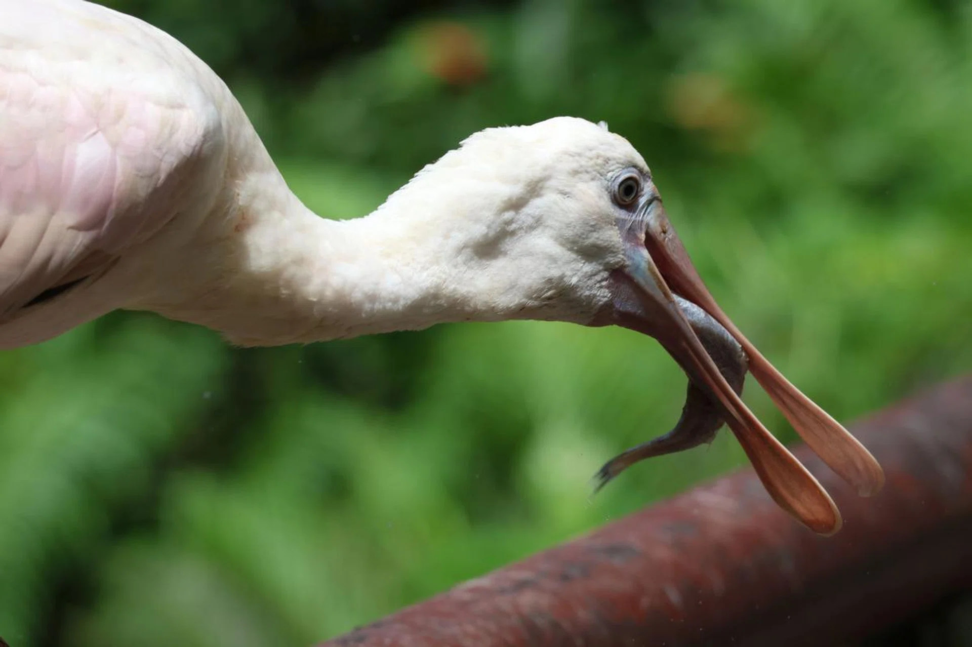 Roseate Spoonbill - 248mm at f/8.0, 1/1,000s, ISO 500