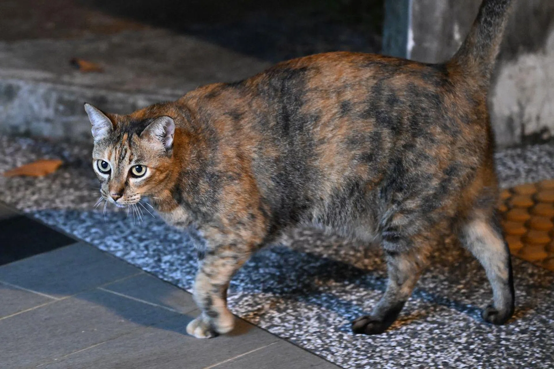 120mm at f/4, 1/60s, ISO 6400 (75% crop)