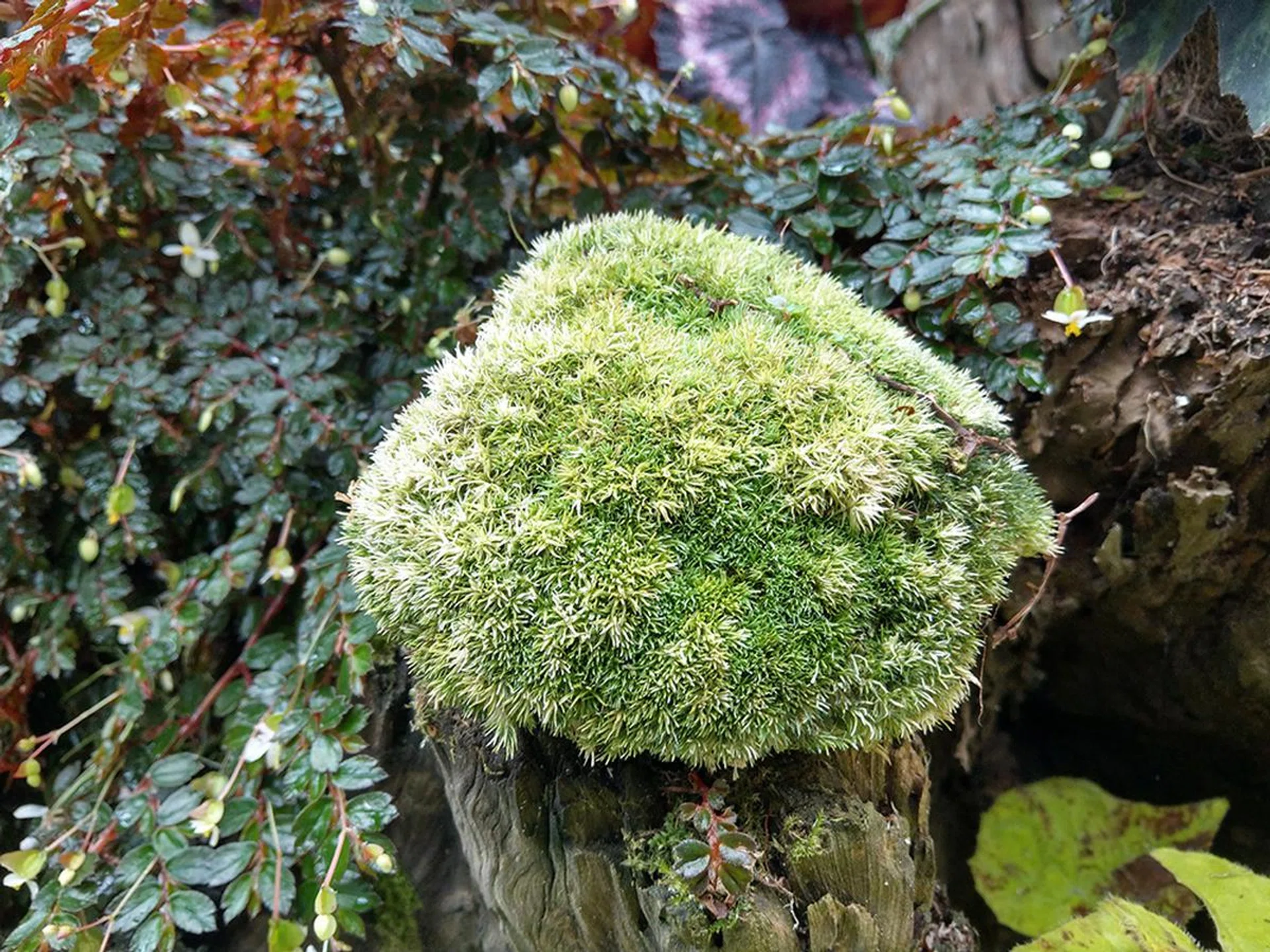 HTC U11. f/1.7 at 4.28mm, 1/50 sec, ISO 145.