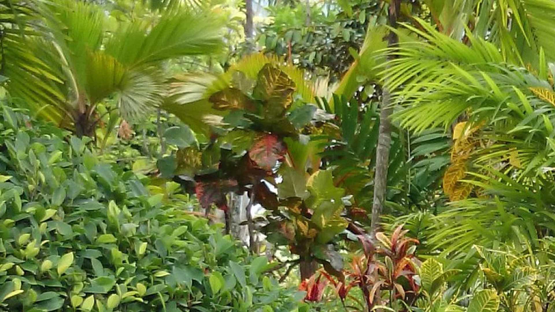 Sony Z1, 8MP, 100% crop.