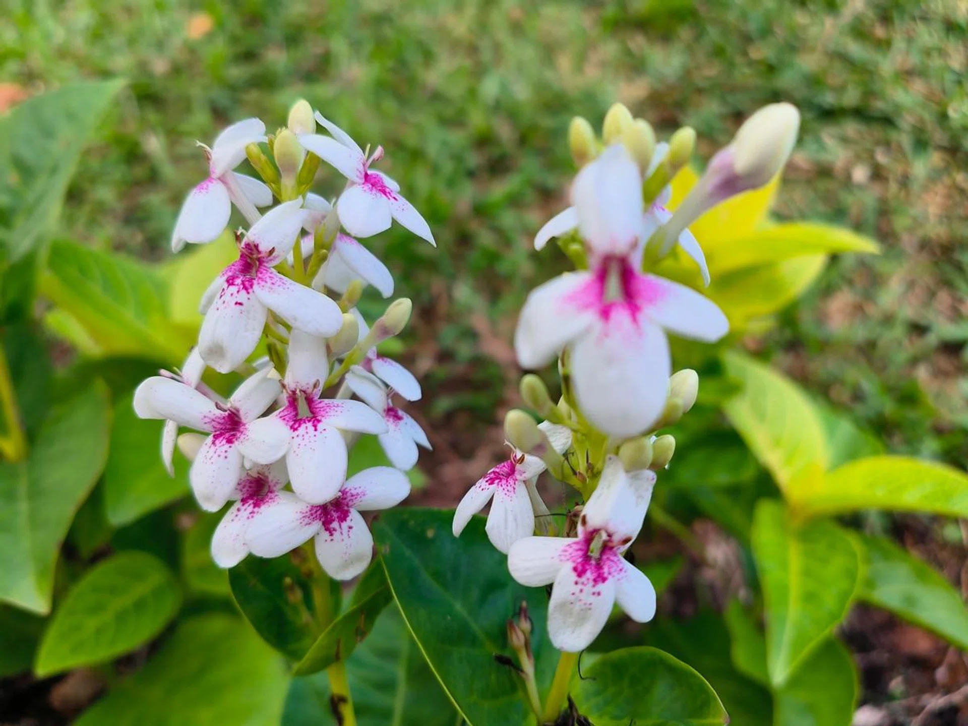 Main camera (50MP, output at 12.5MP).