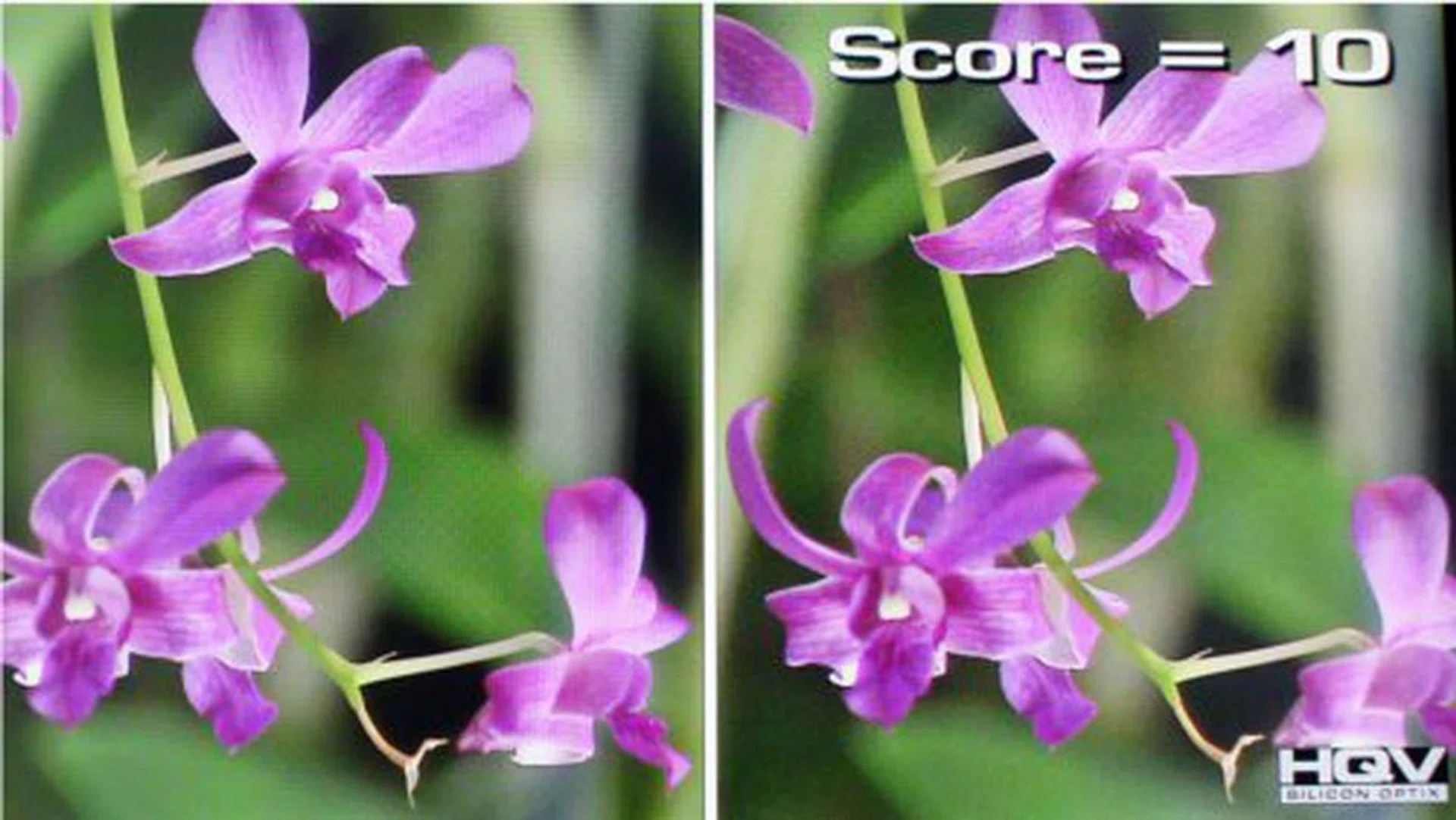 Digital Noise Filtering capabilities were exceptionally impressive, as can be seen by this picture where the image on the left is cleaned up by the D8000 and compared with the perfect 10 on the right.