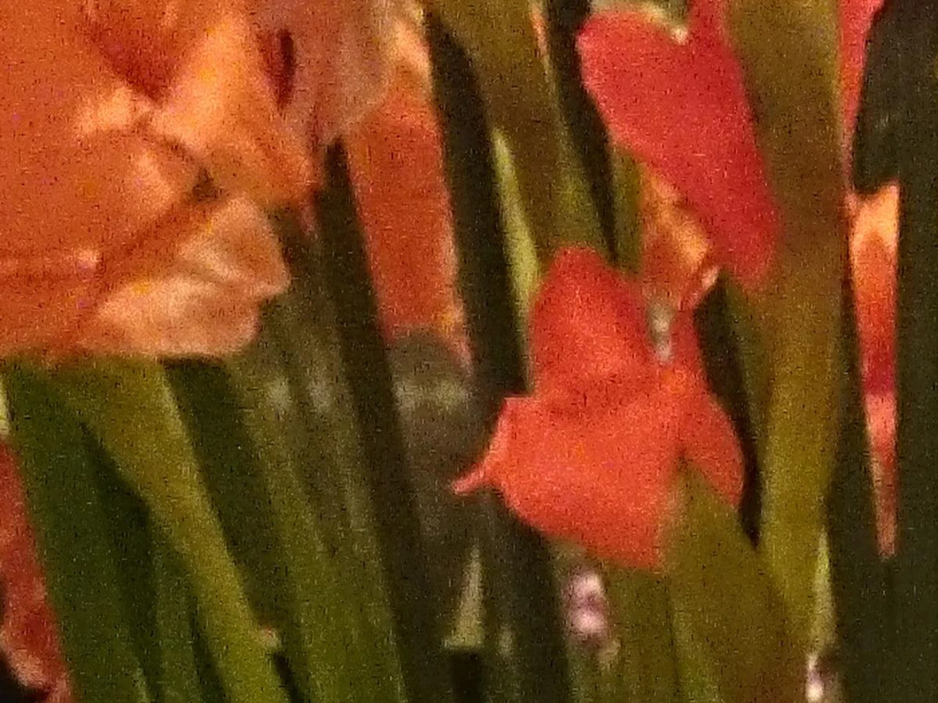 A 100% crop of an ISO 800 capture, showing the digital blockiness of the image grain. Literally pixel-peeping here, we know.