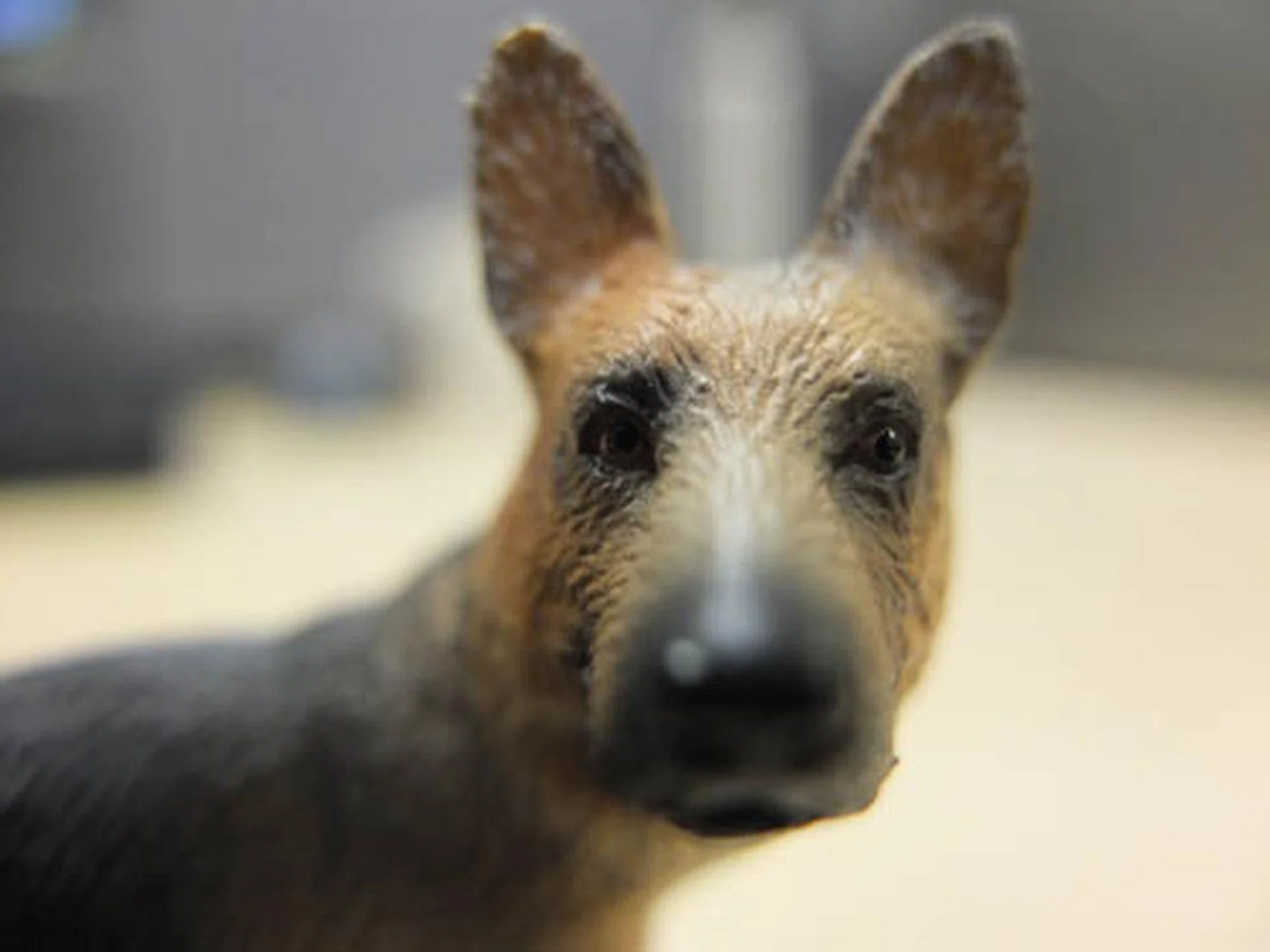 This is how close we could shoot using the Super Macro mode, again at the widest 28mm focal length.