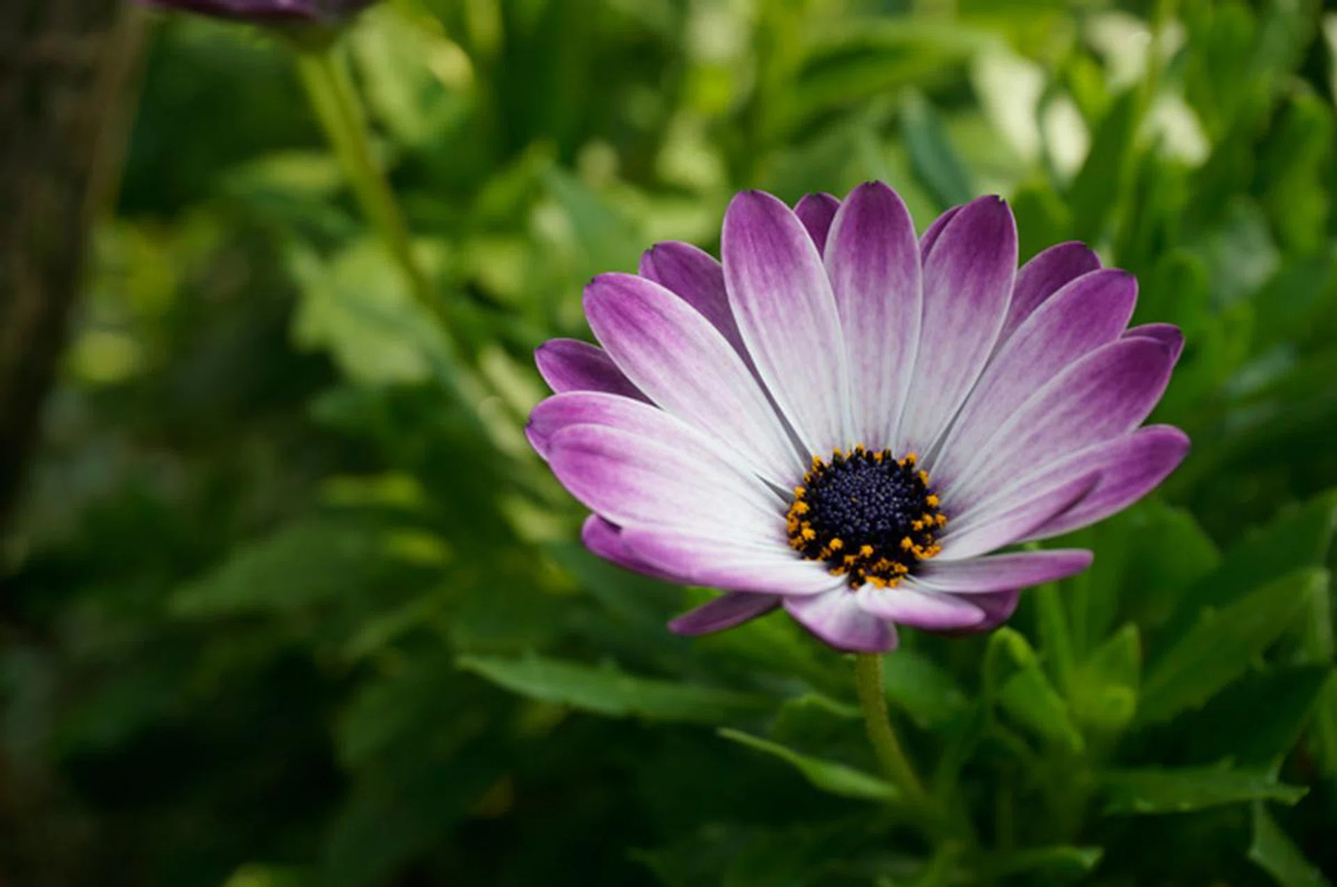 f/8 at 75mm, 1/60 sec, ISO 100.