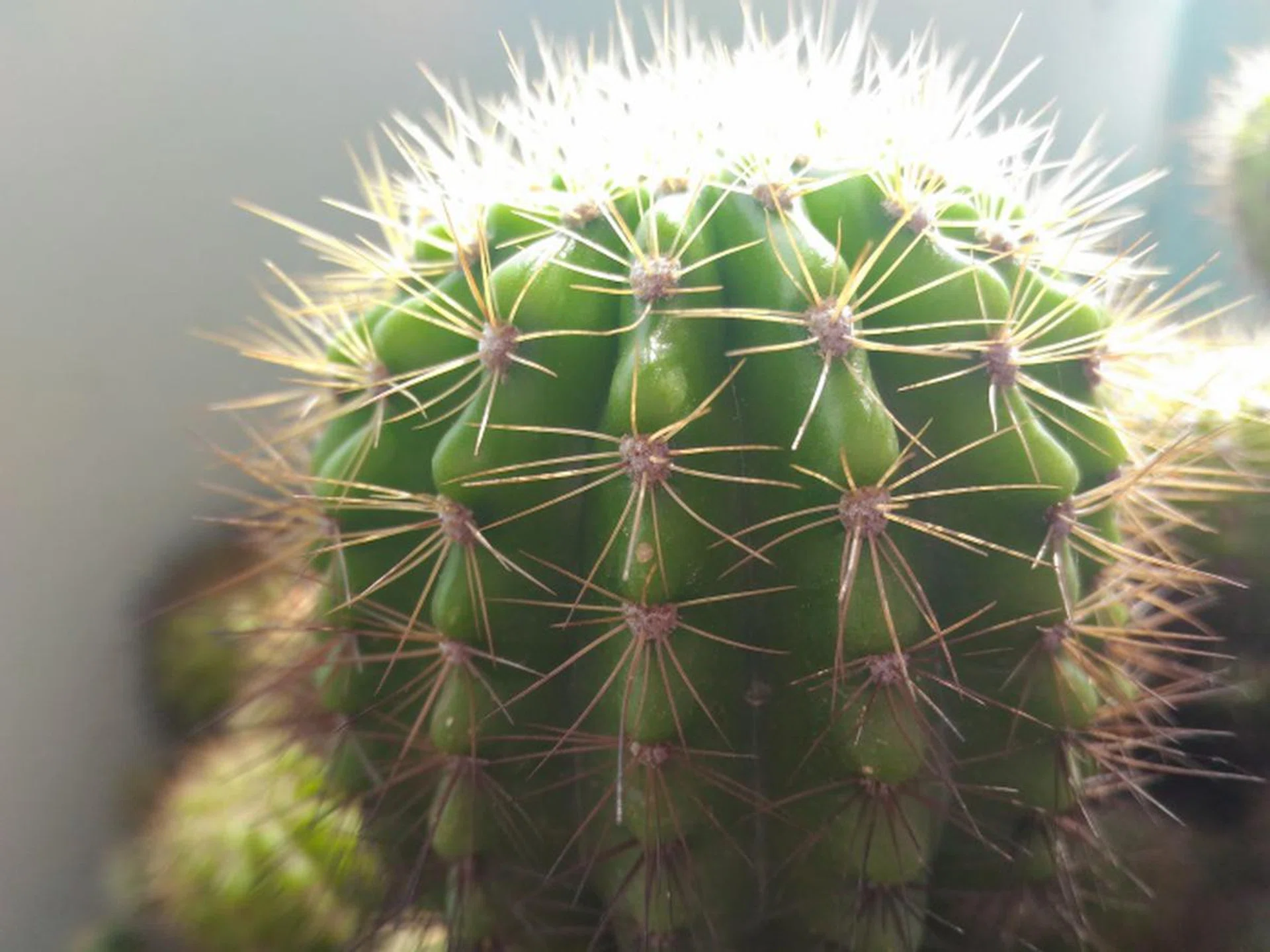 The macro focusing of the ASUS ZenFone Selfie is great although it takes slightly more than a second to get the subject focused!