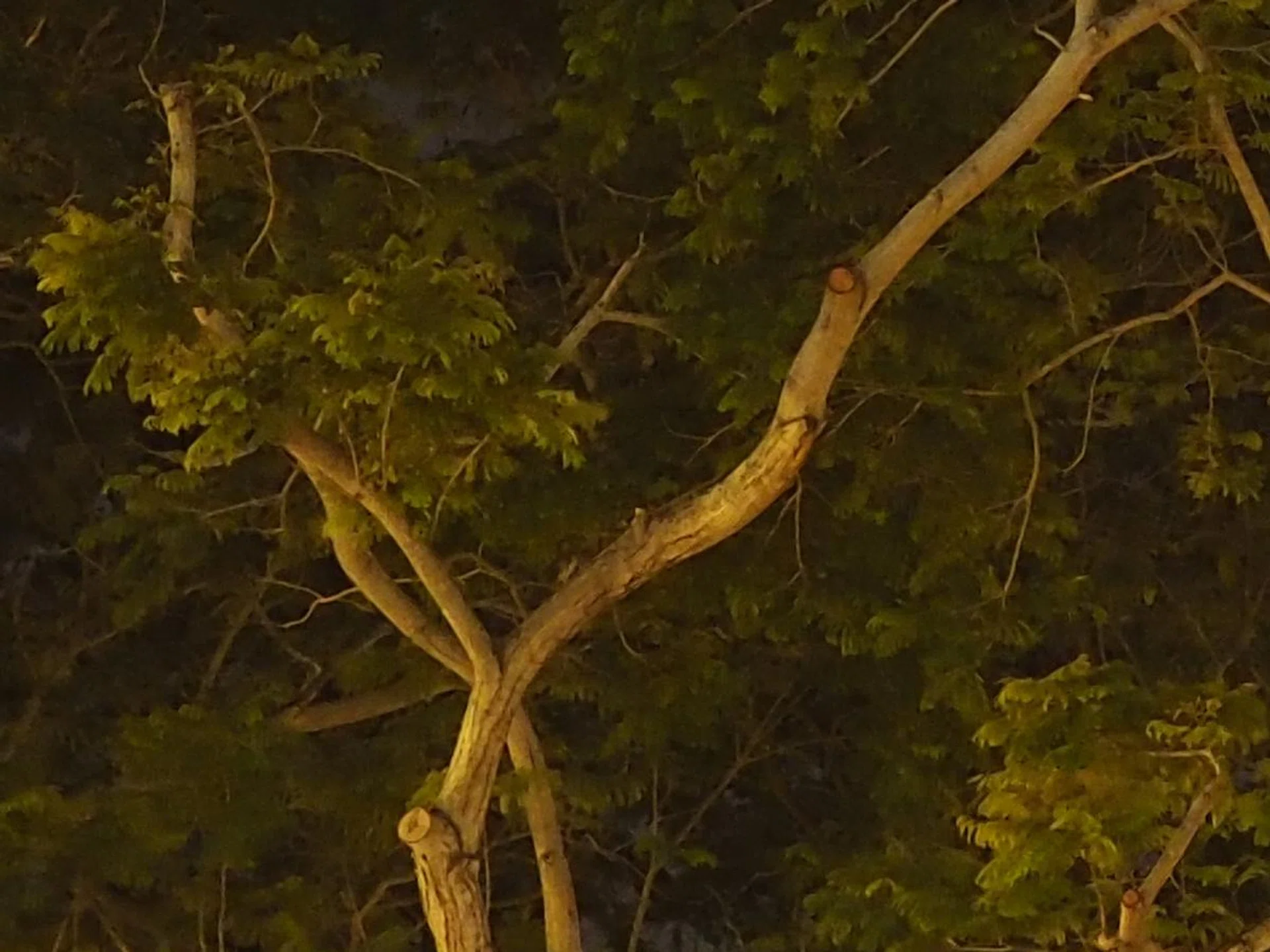 ISO 1,600, 100% crop.