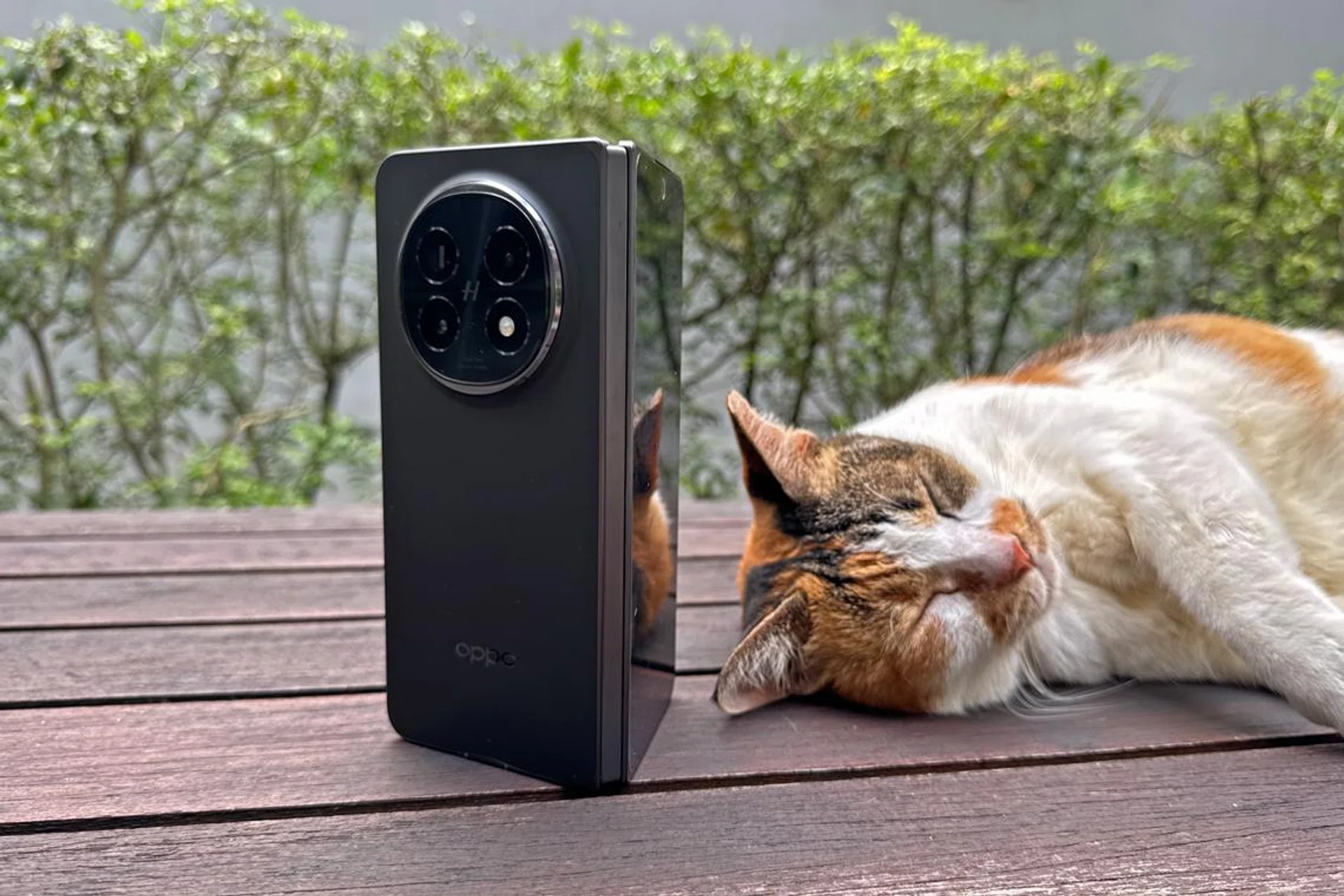 OPPO Find N5. The cat is not a paid actor. Photo: HWZ.