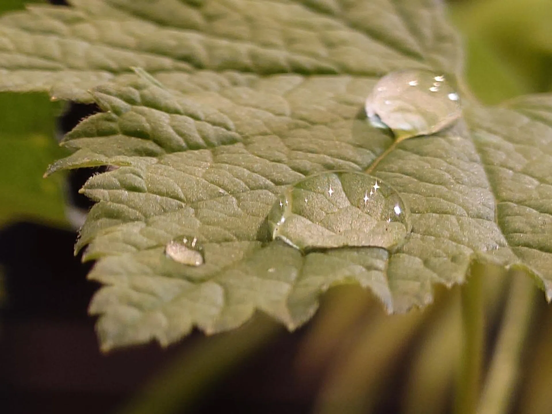 Tele-macro shot with Xperia 1 VI. Those star-shaped diffraction spikes in the water droplet makes this shot dreamy.