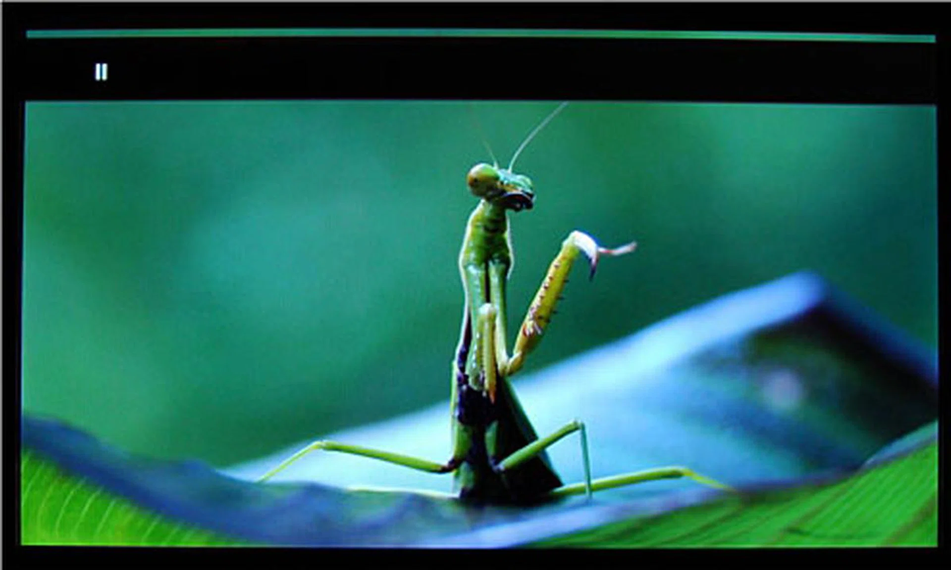 That praying mantis is in Full HD in case you're wondering