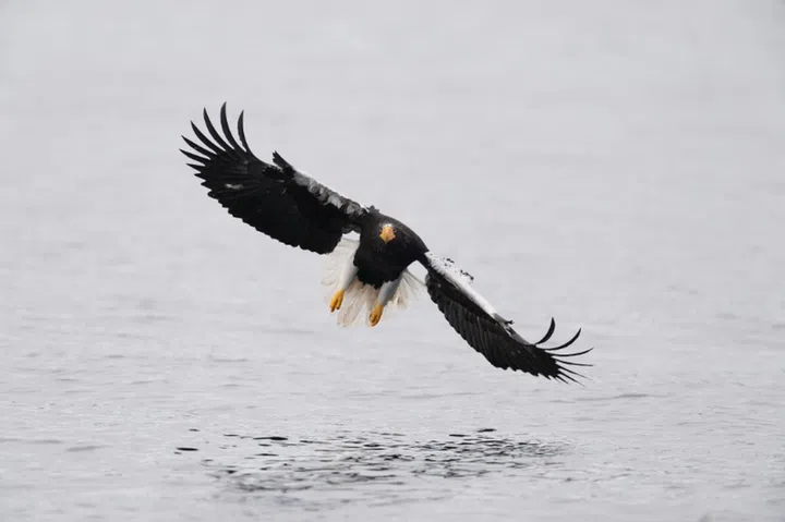 Real-time eye AF tracking for birds will enable owners to get shots like this. (Image source: Sony)