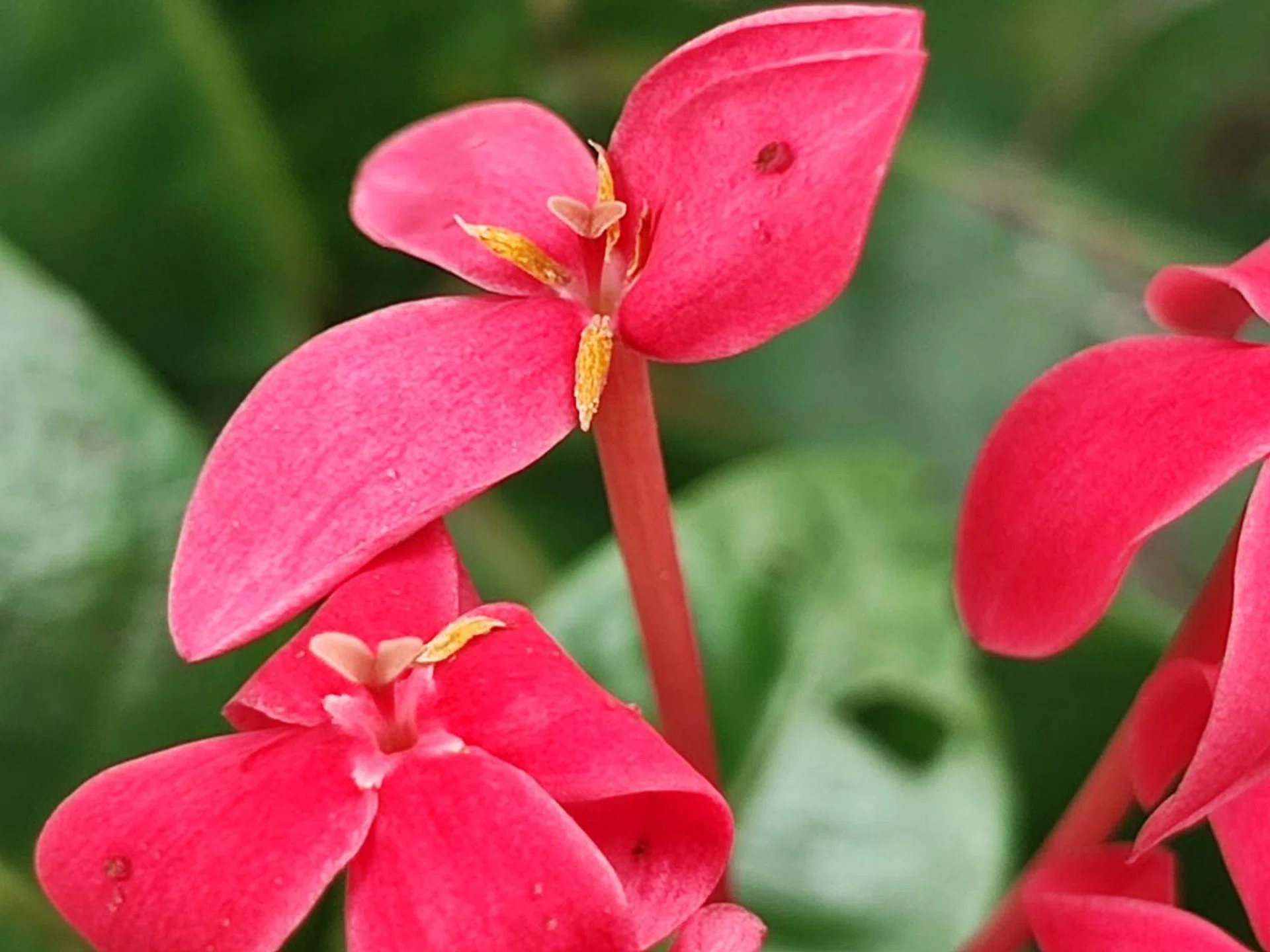 Macro attempt using the telemacro and 5x zoom.