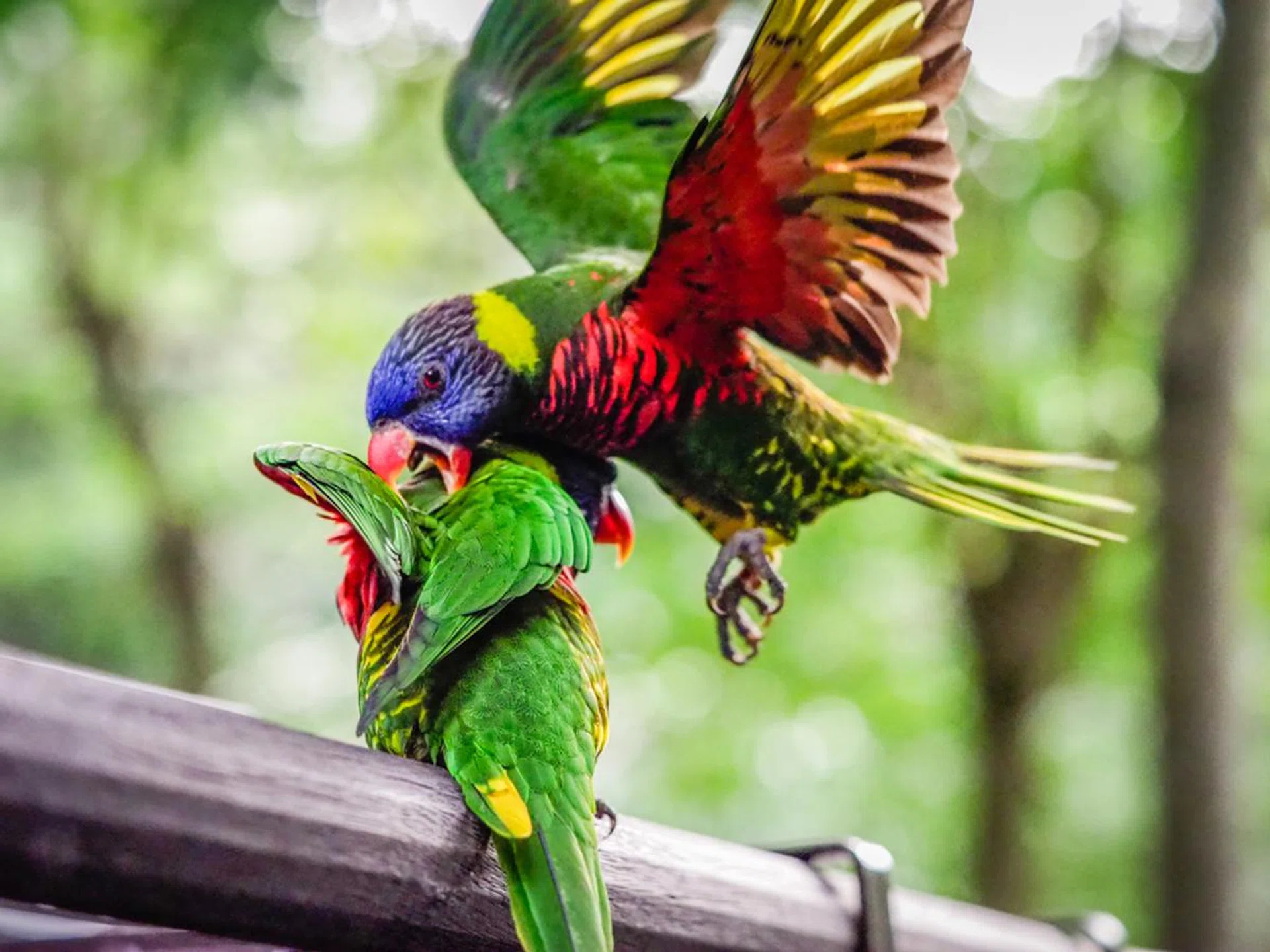 f/3.2 at 62mm, 1/2,000 sec, ISO 4,000. Processed in Lightroom.