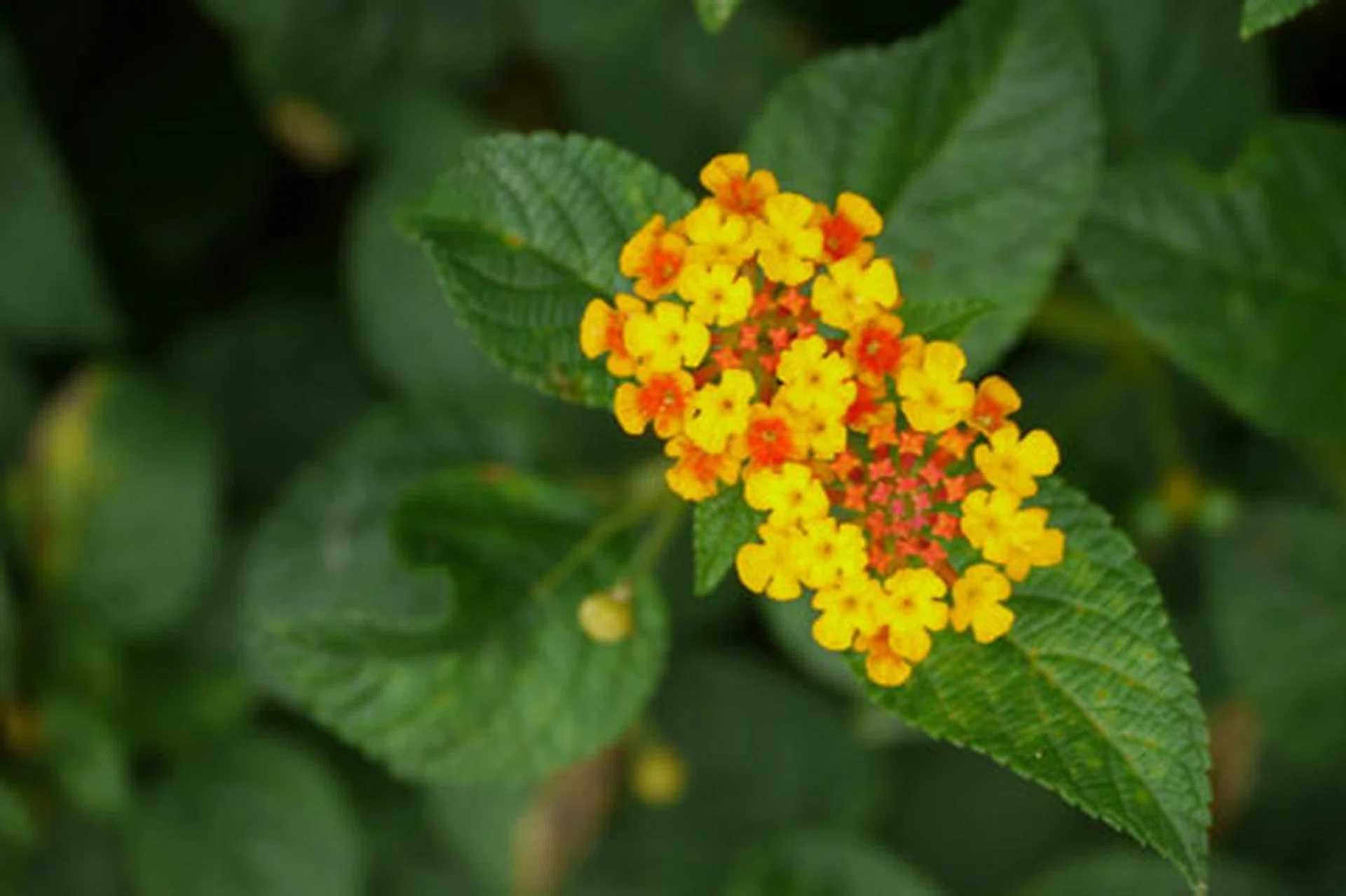 f/5.8 at 280mm, 1/125 sec, ISO640.