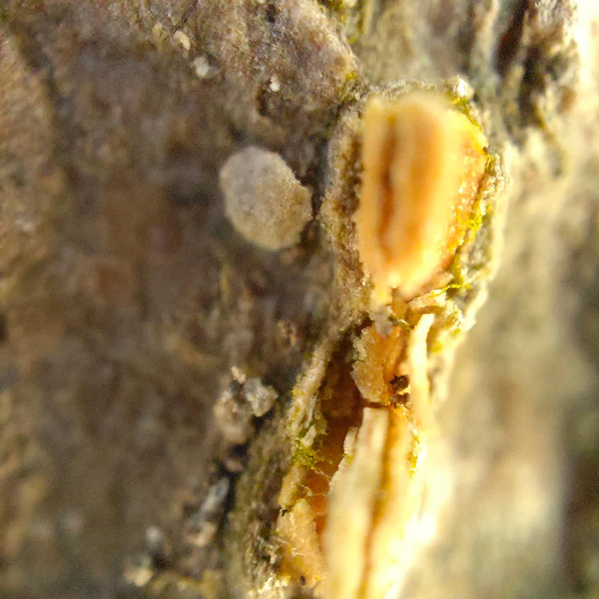 3MP Microlens. Test Subject 2.