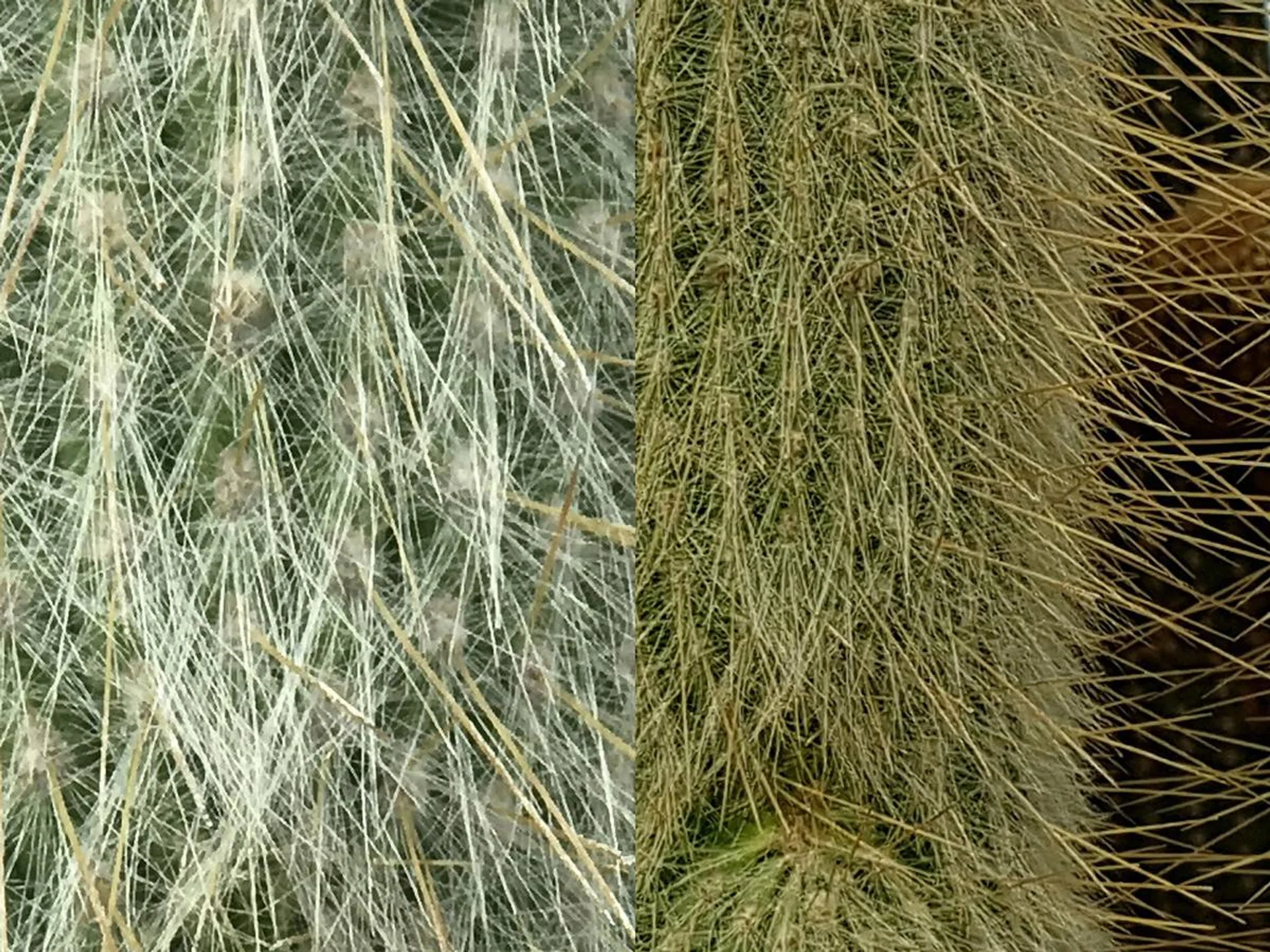 iPhone 7 Plus 56mm (left), Samsung Galaxy S7 (right).
