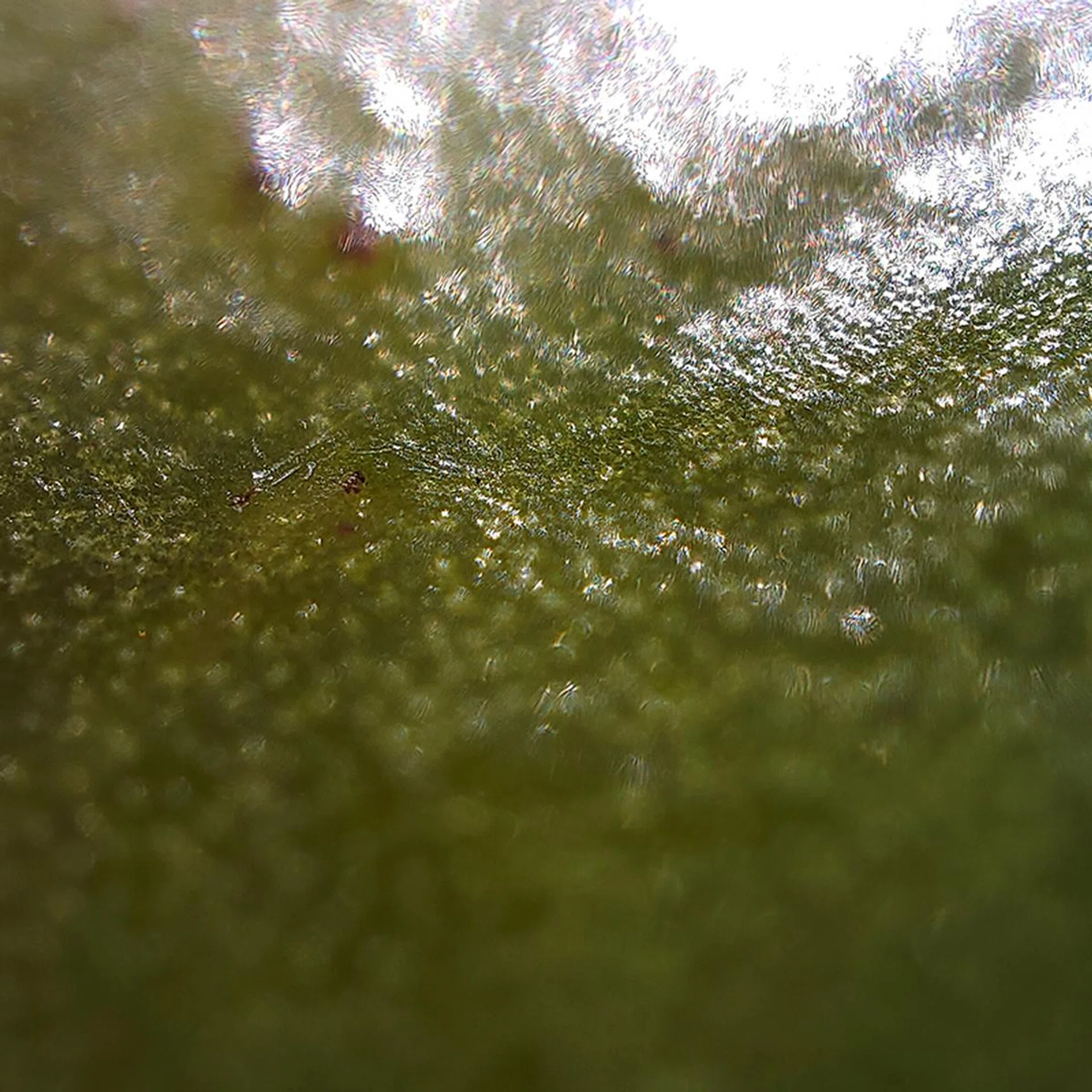 3MP Microlens. Test Subject 1.