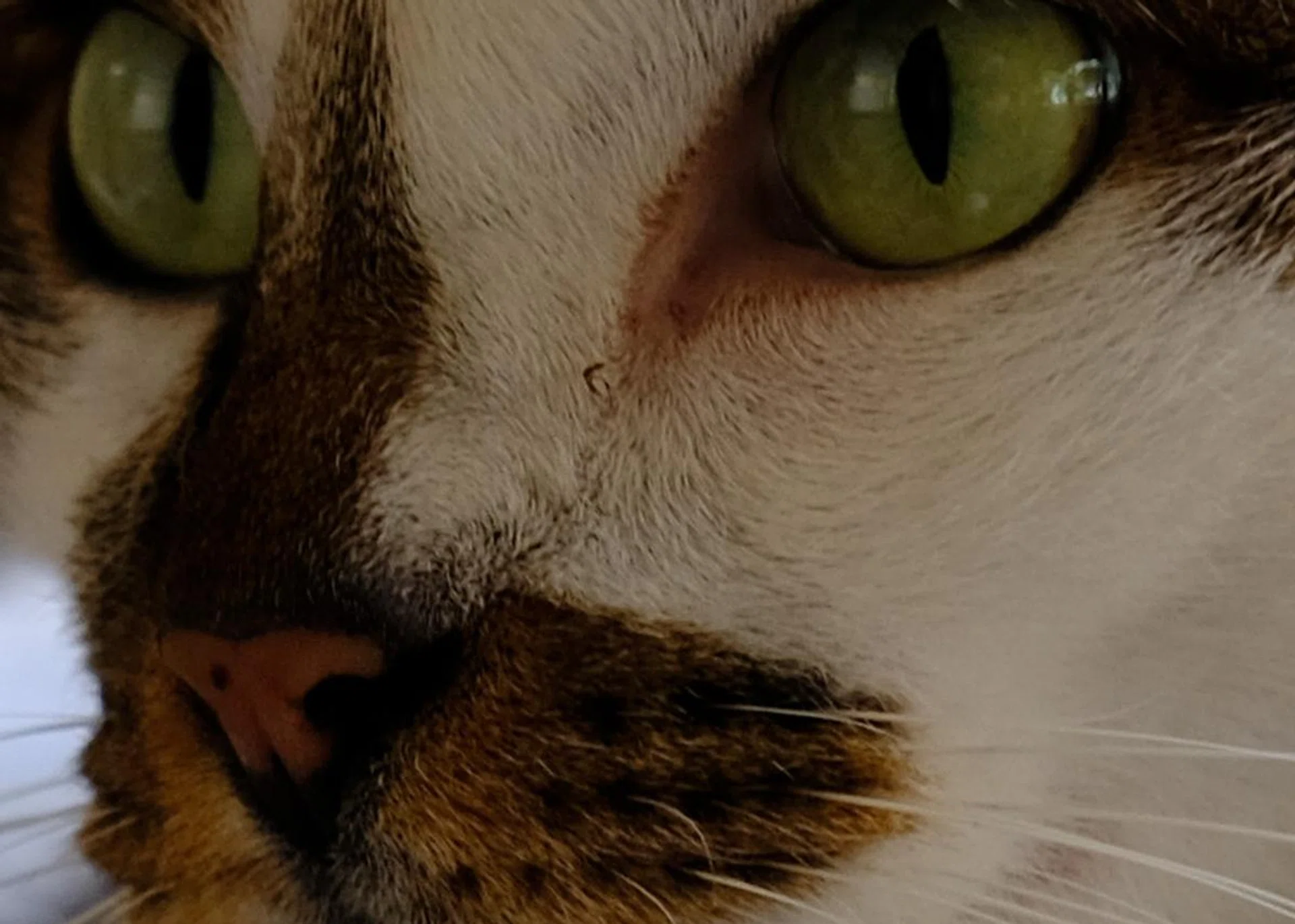100% crop.