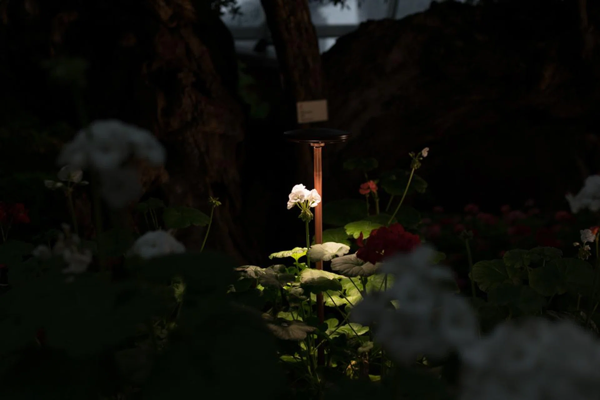Underexposed at capture to preserve the bright white highlights of the flower in the center. f/2.5 at 35mm, 1/100 sec, ISO 100.