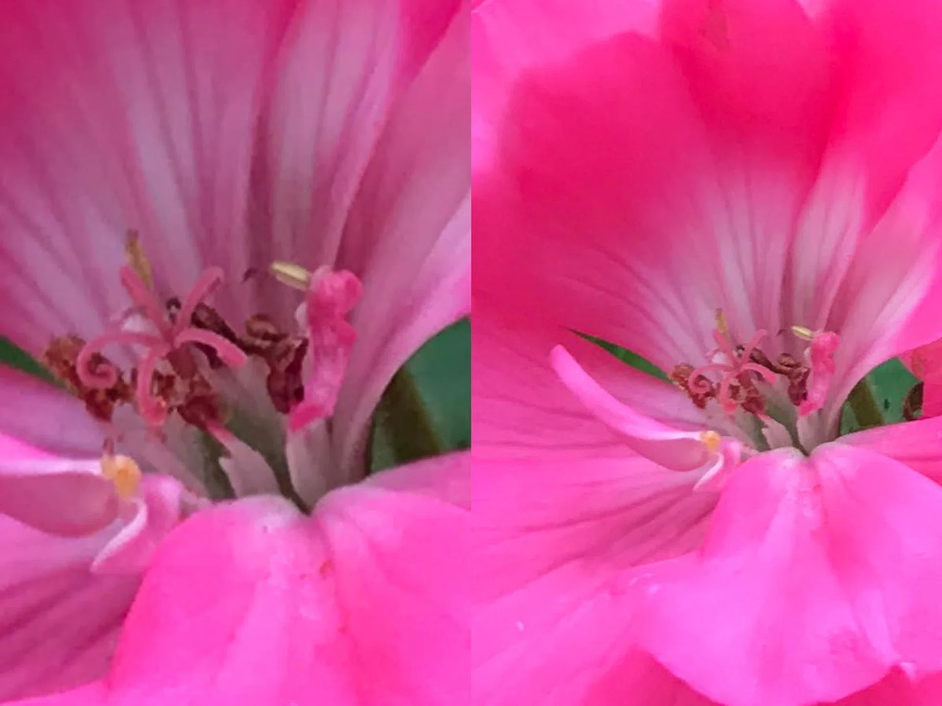 Which is why when I do a 100% cropped comparison of the ‘2x’ image (left) and the same flower shot at the ‘1x’ setting (right), the 2x photo has less image detail, because it’s already been cropped once by the iPhone 7 Plus.
