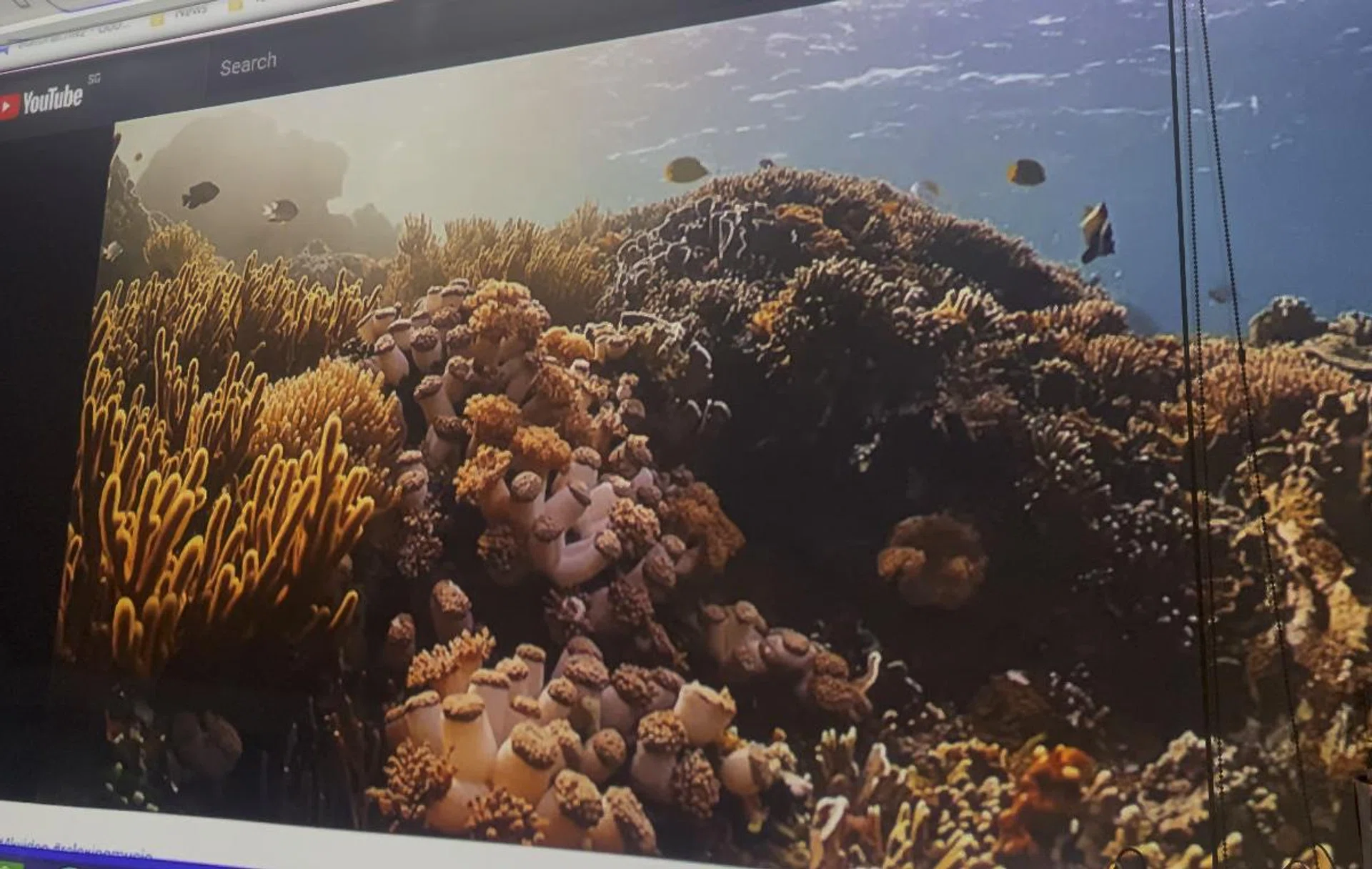 The underwater reef test footage benefitted from being a slightly darker scene with darker backgrounds.