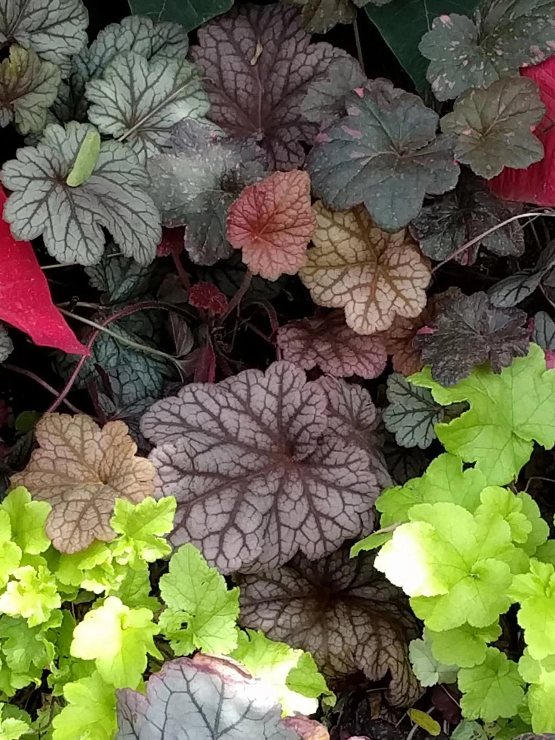 Huawei Nexus 6P, 100% crop. f/2.0 at 26mm, 1/120 sec, ISO 81.