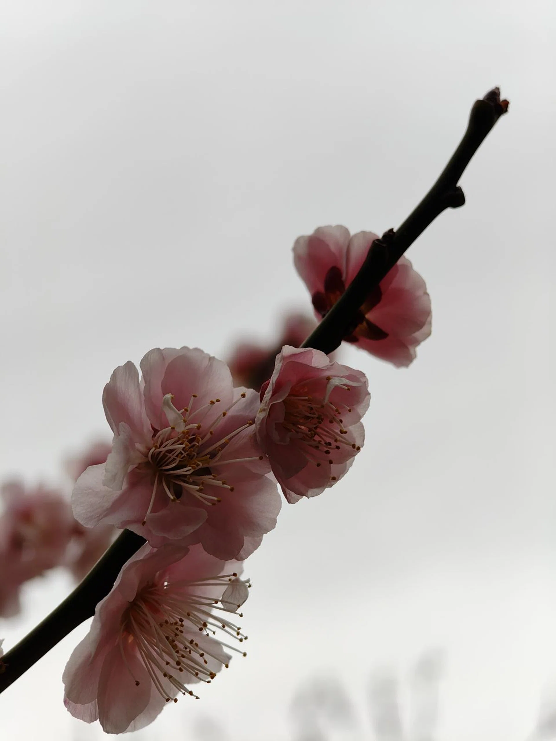 Nothing Phone (3a) Pro 3x optical zoom. Photo: HWZ.