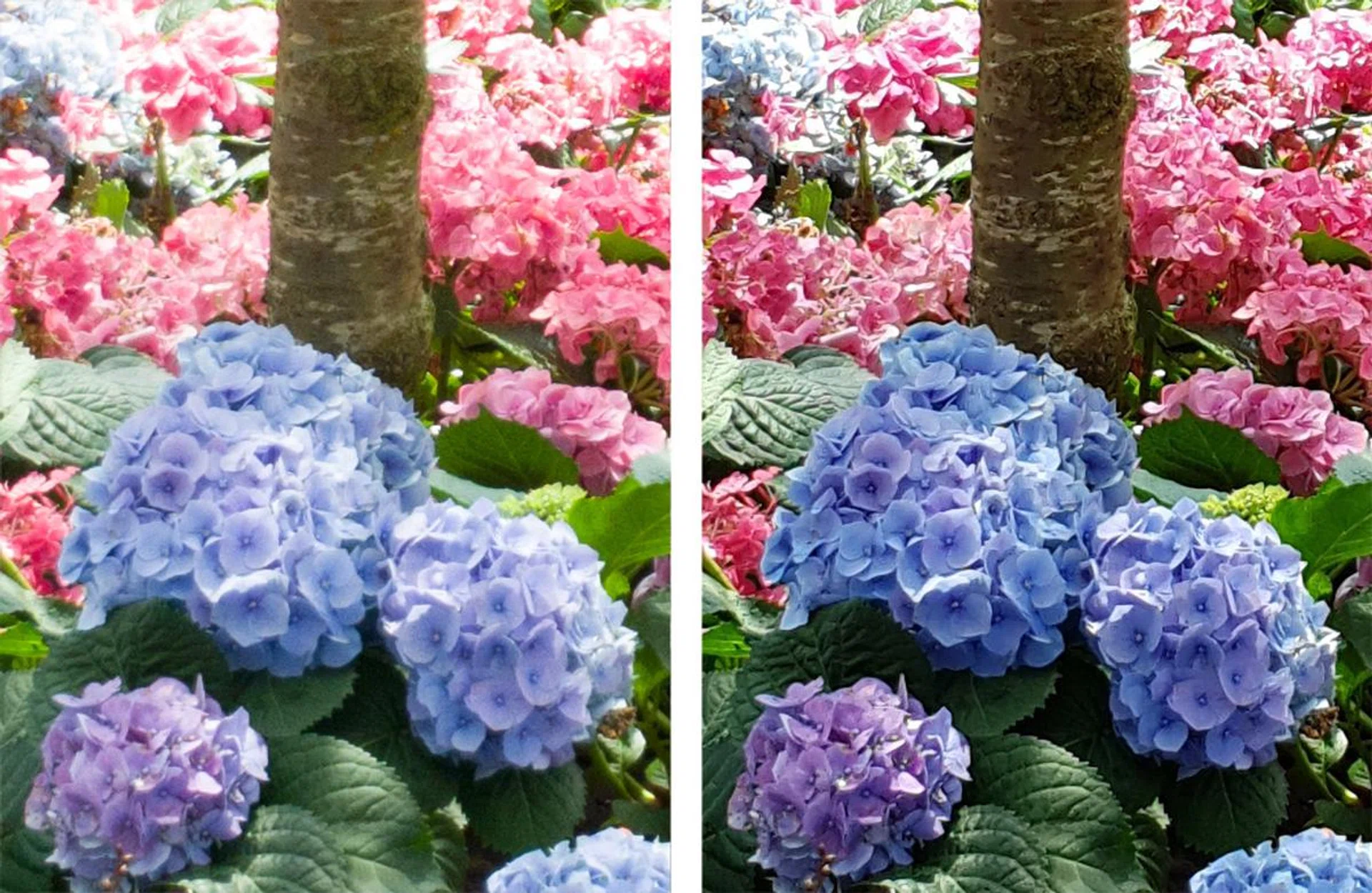 Raw (left) versus JPEG (right). The raw files are softer and noisier, which points to strong sharpening and noise reduction in the JPEGs.