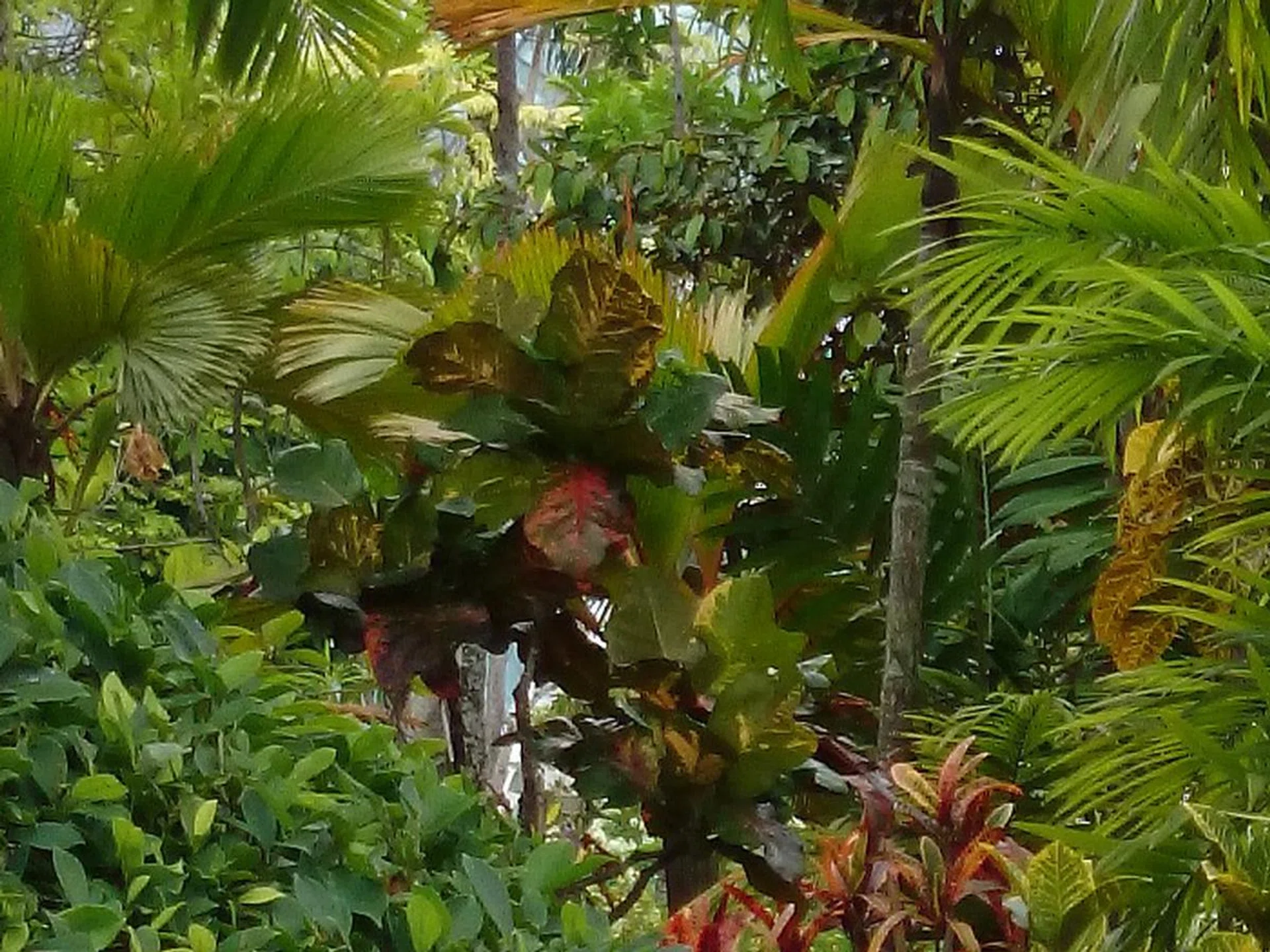Sony Z1, 20MP, 100% crop.
