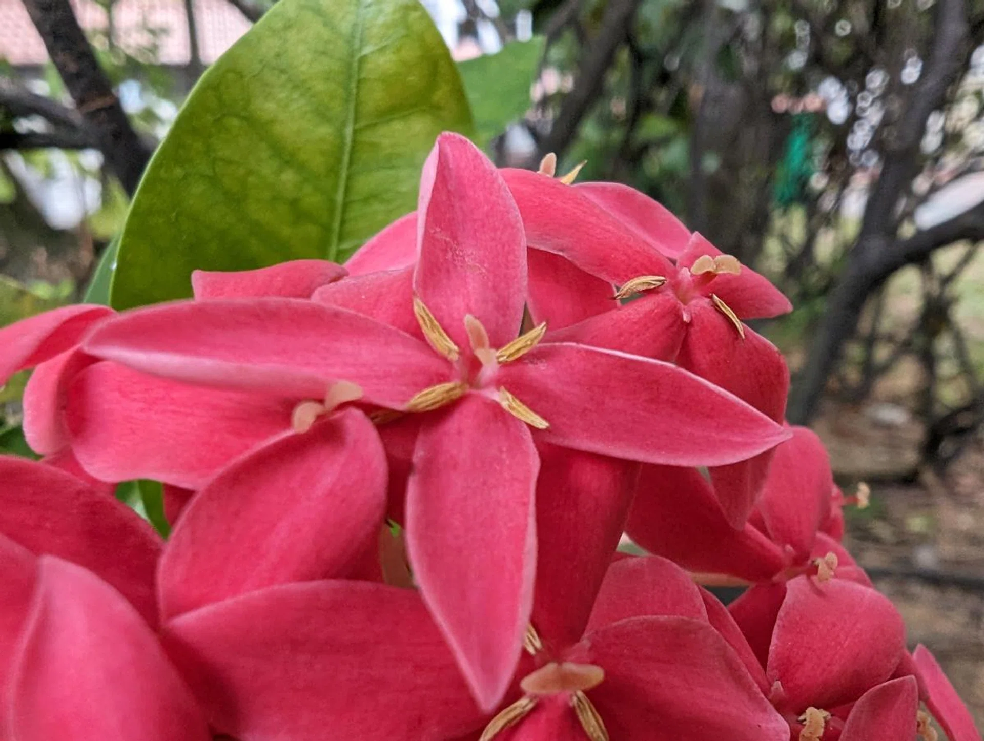 Google Pixel 8, macro.