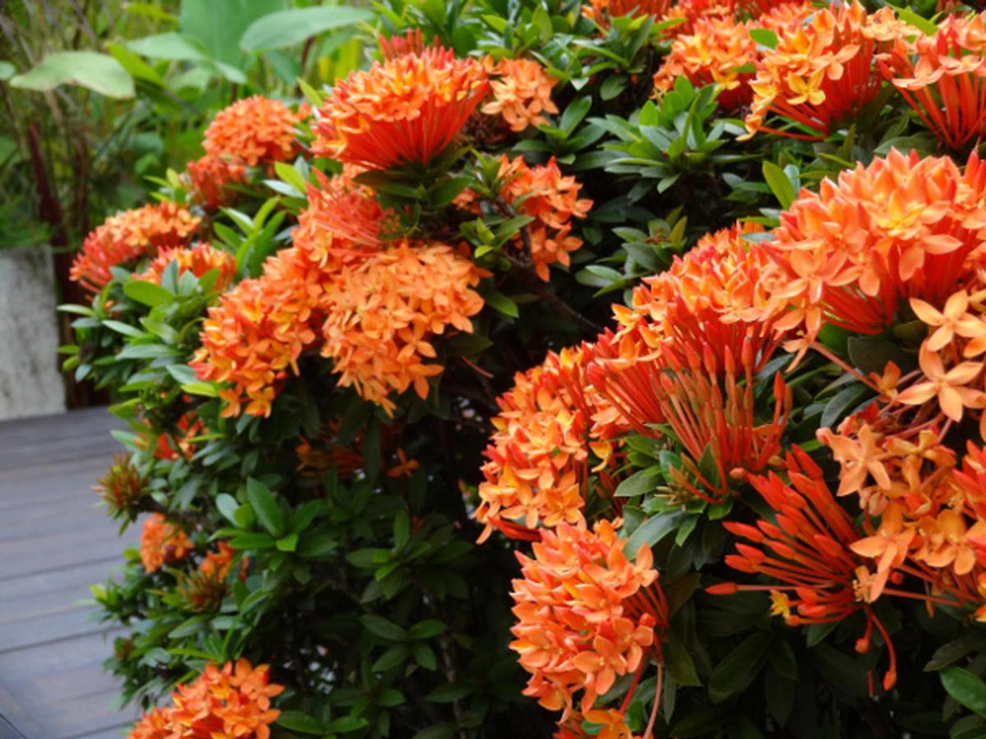 f/4.5 at 251mm , 1/60 sec, ISO125