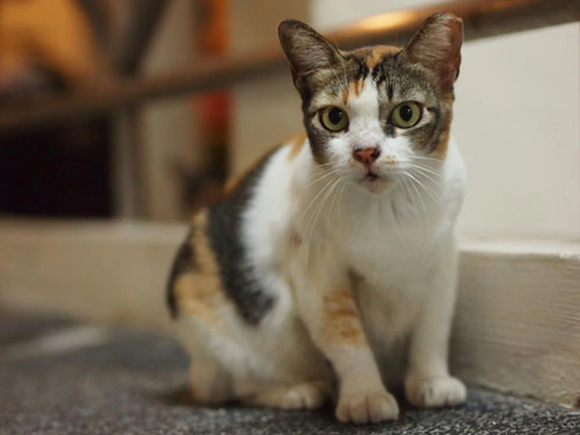 A quick f/1.8 lens also lets you grab shots in low light with a faster shutter speed, decreasing the risk of a blurry shot. This was shot at night at 1/80 sec. Note that you have a very shallow depth of field, so your focus will have to be spot on.