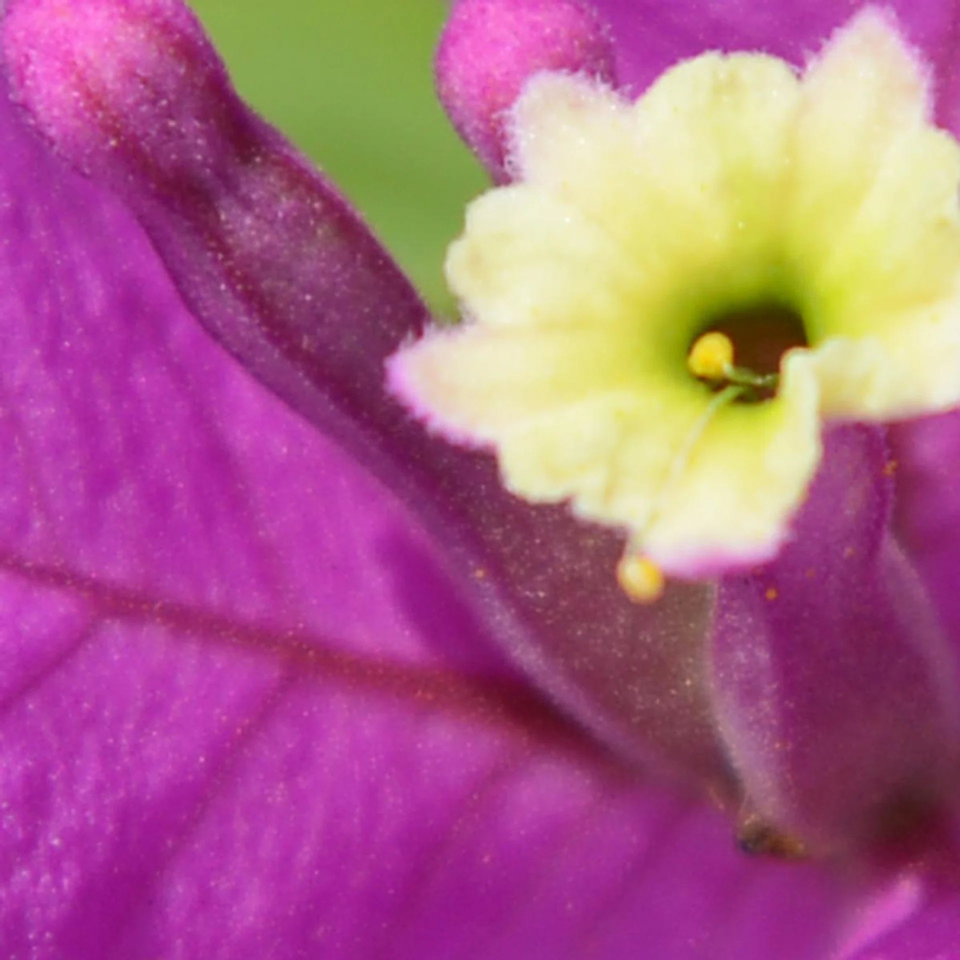 The level of detail here is good, and would have definitely been better if we had shot with a dedicated macro lens for the Nikon D800. 