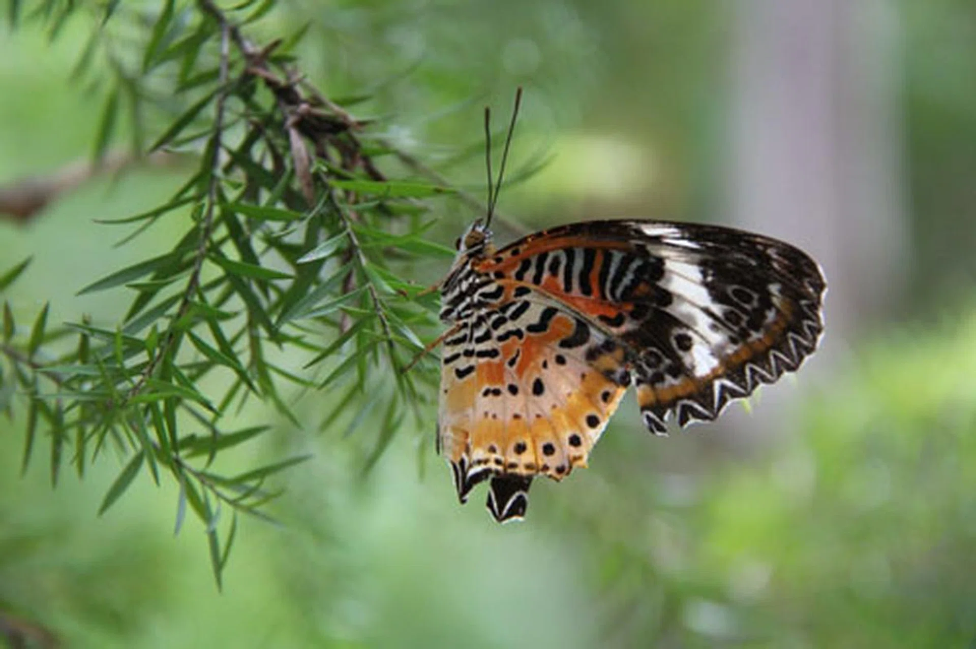 f/5.6, 192mm, 1/200 sec, ISO1600.