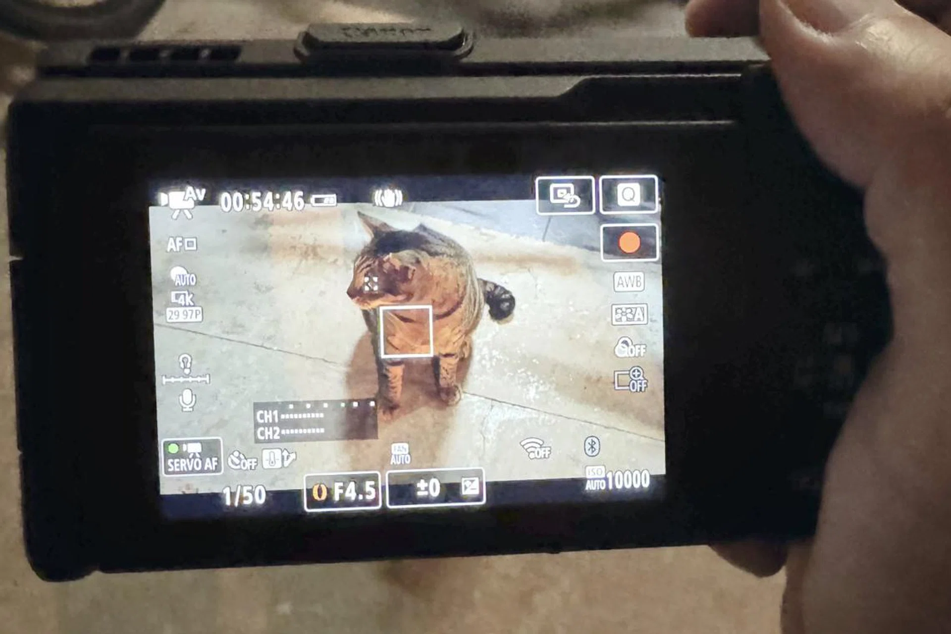 Canon PowerShot V1’s automatic subject tracking is able to track this community cat’s eye easily. Photo: HWZ