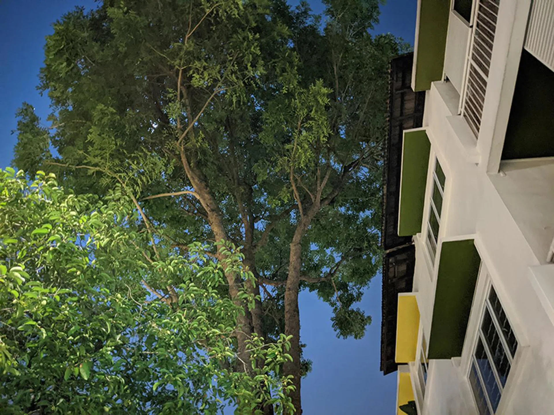 Pixel 4a, Night Sight on. 