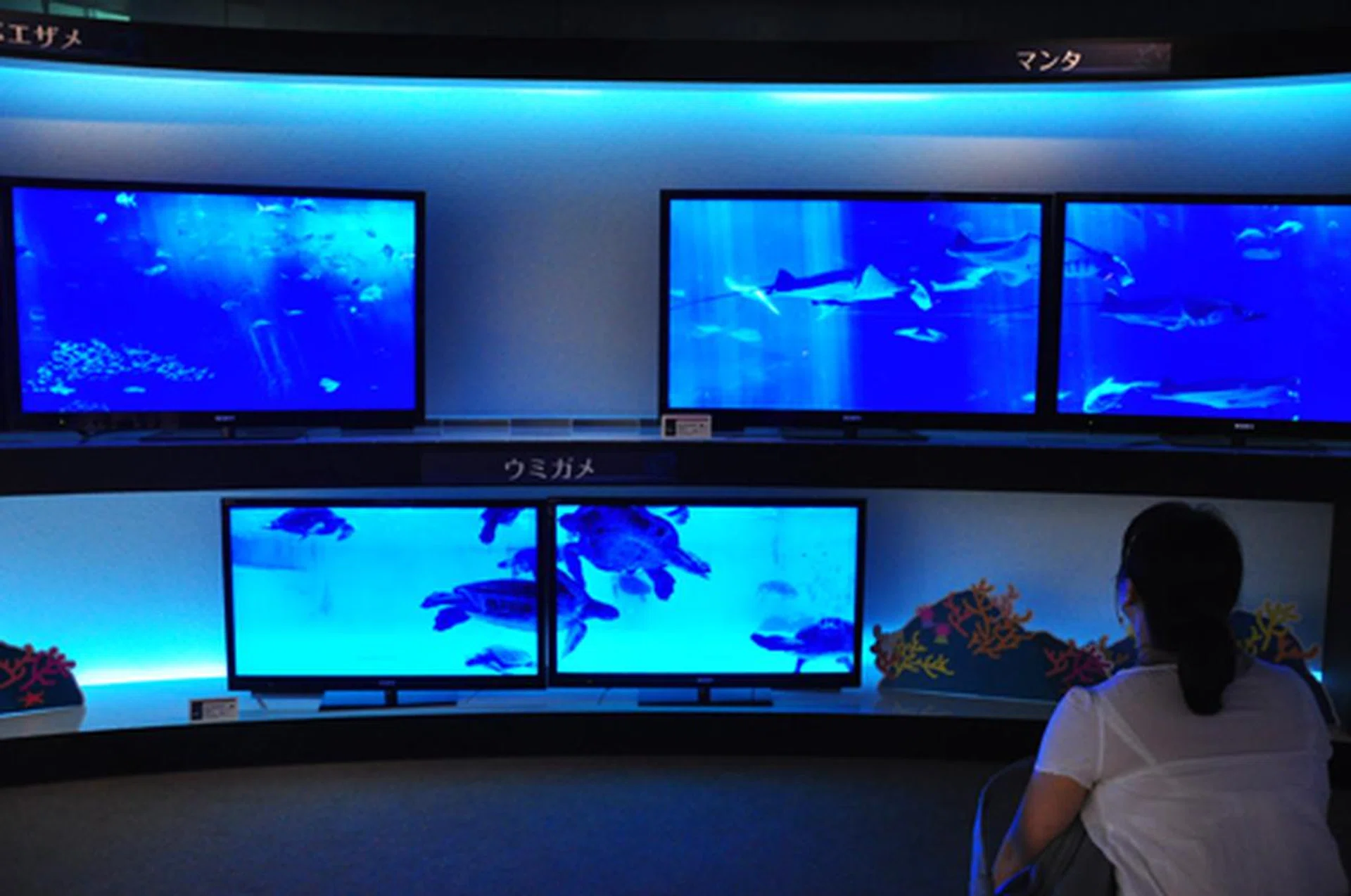 Part of an overall aquatic theme, the Sony HX920 and HX820 TVs showcase their full HD prowess through a series of underwater clips.