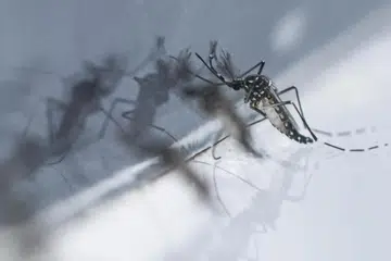 Google Debug Wolbachia mosquito suppression technology upgrade