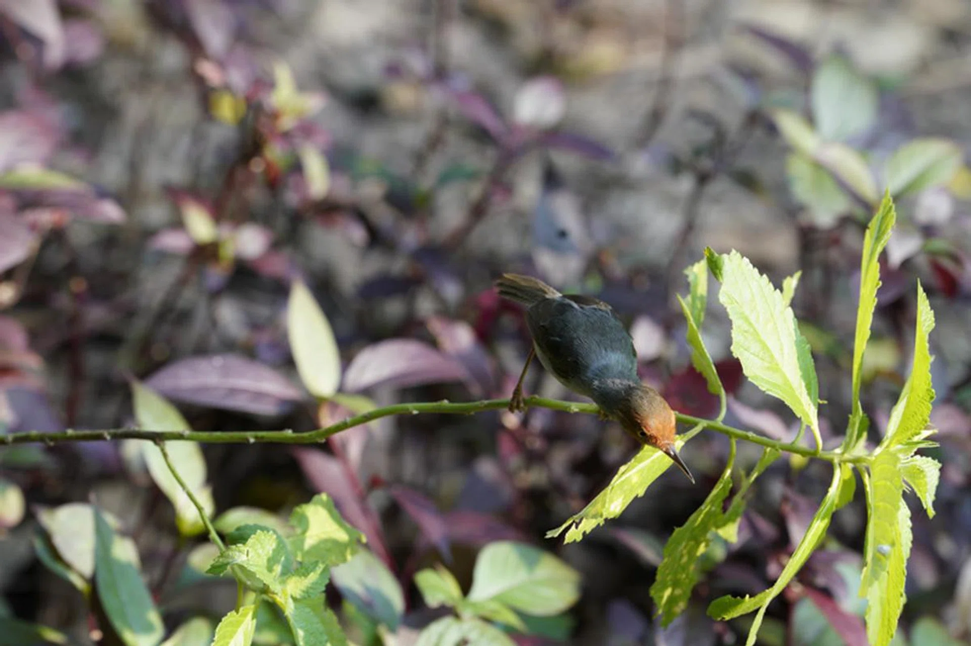 178mm at f/8, 1/320s, ISO 2000