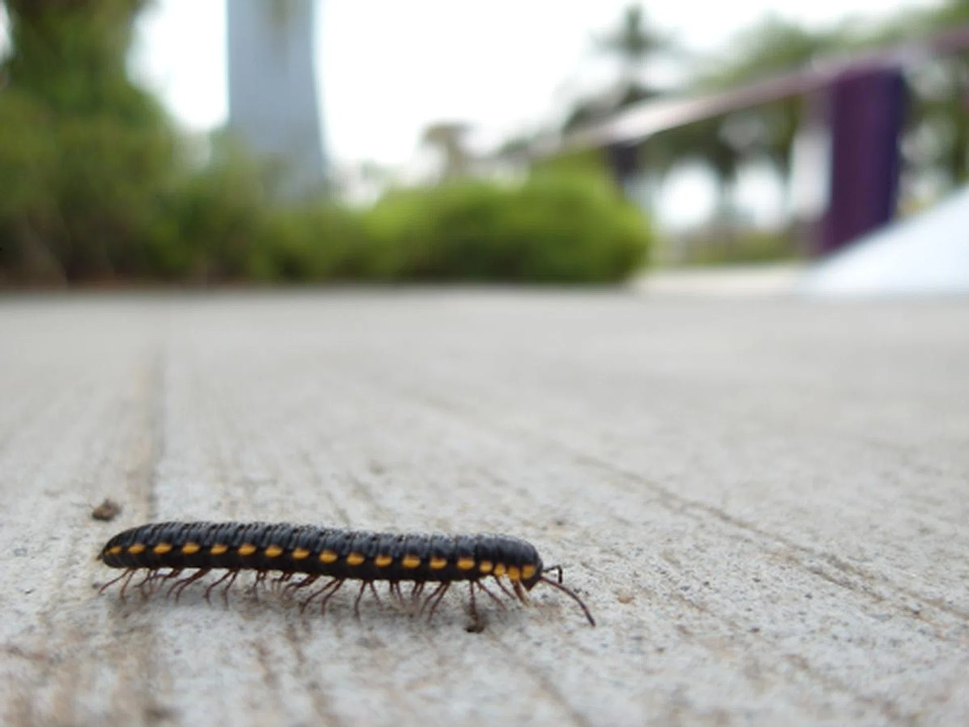 f/1.8 at 24mm, 1/2000sec, ISO80 (This was shot about 1cm away from subject using the macro mode)