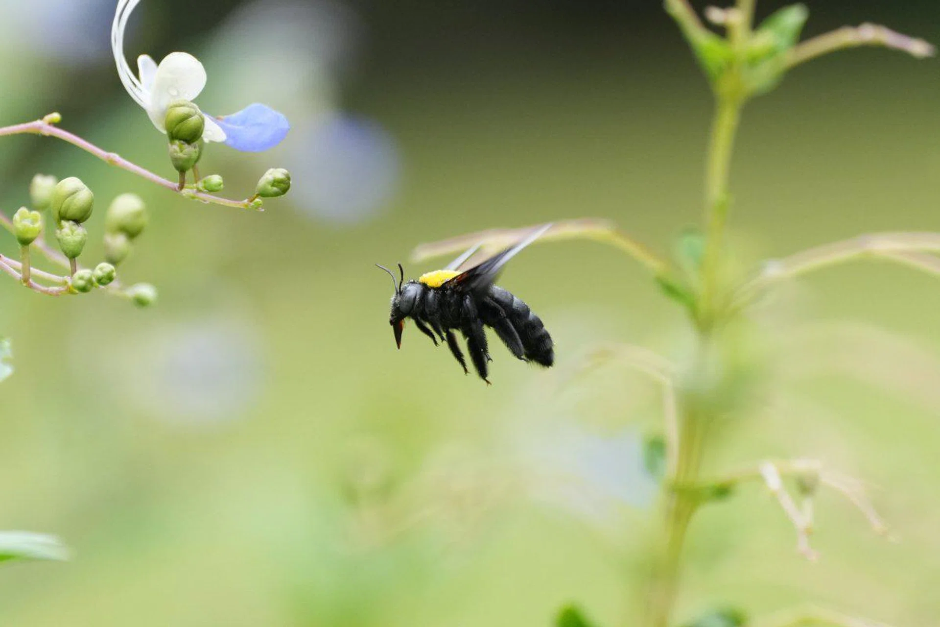 Despite the carpenter bee being so small and fast, the A7R V was able to capture this shot of its flight. Shooting info: 400mm at f/5.6, 1/1600s, ISO 1600 (50% crop)