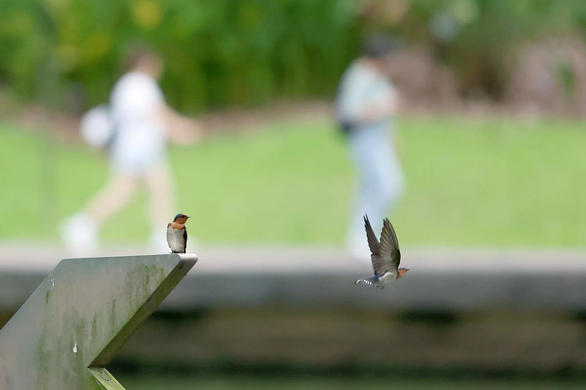 200mm at f/2.8, 1/6400s, ISO 4000 (50% crop). Photo: HWZ (Click to see image in full resolution)