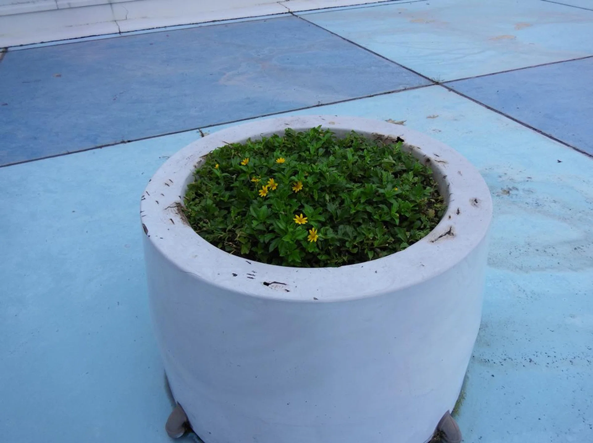 No zoom. Click for full-resolution image.