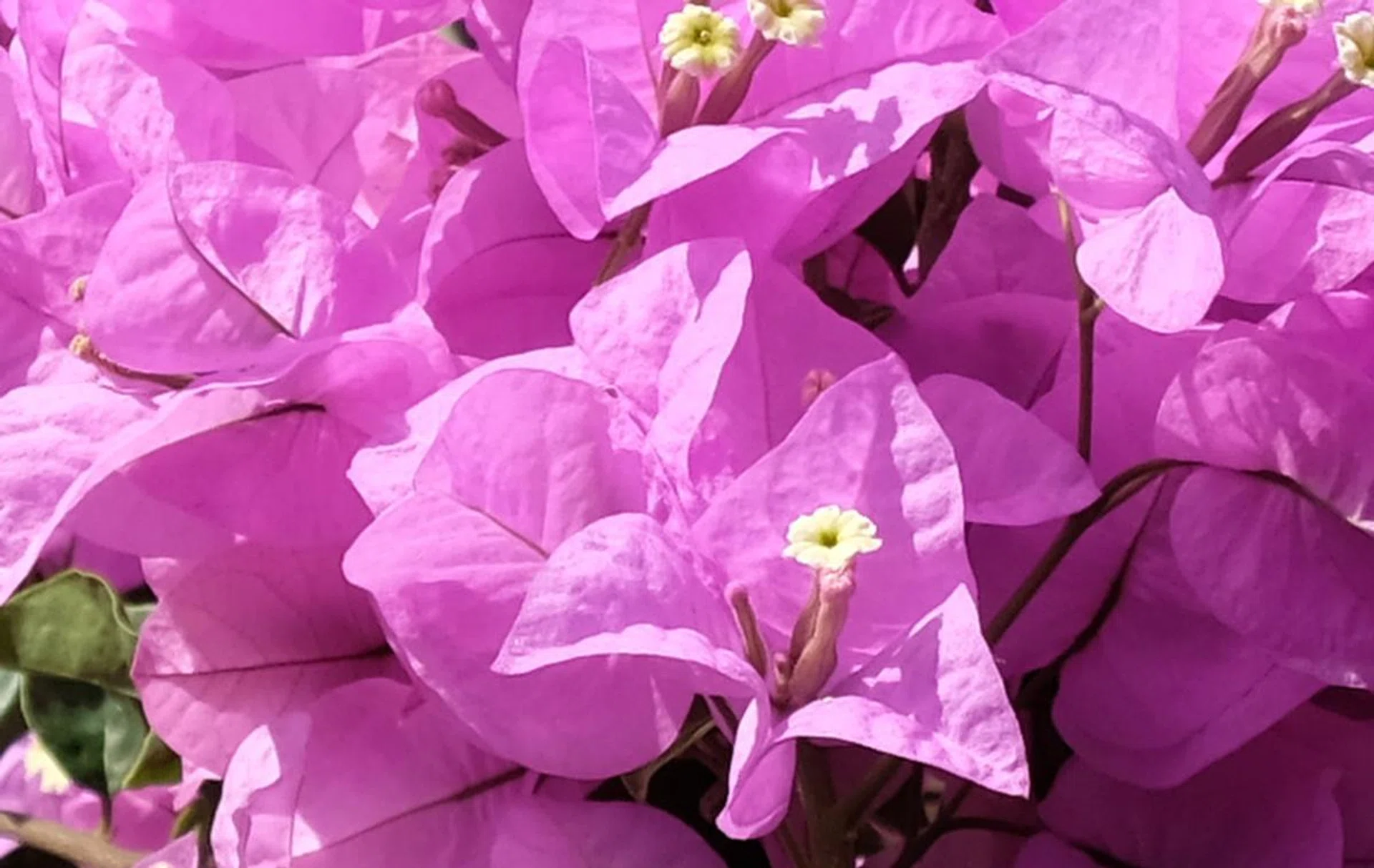 100% crop.