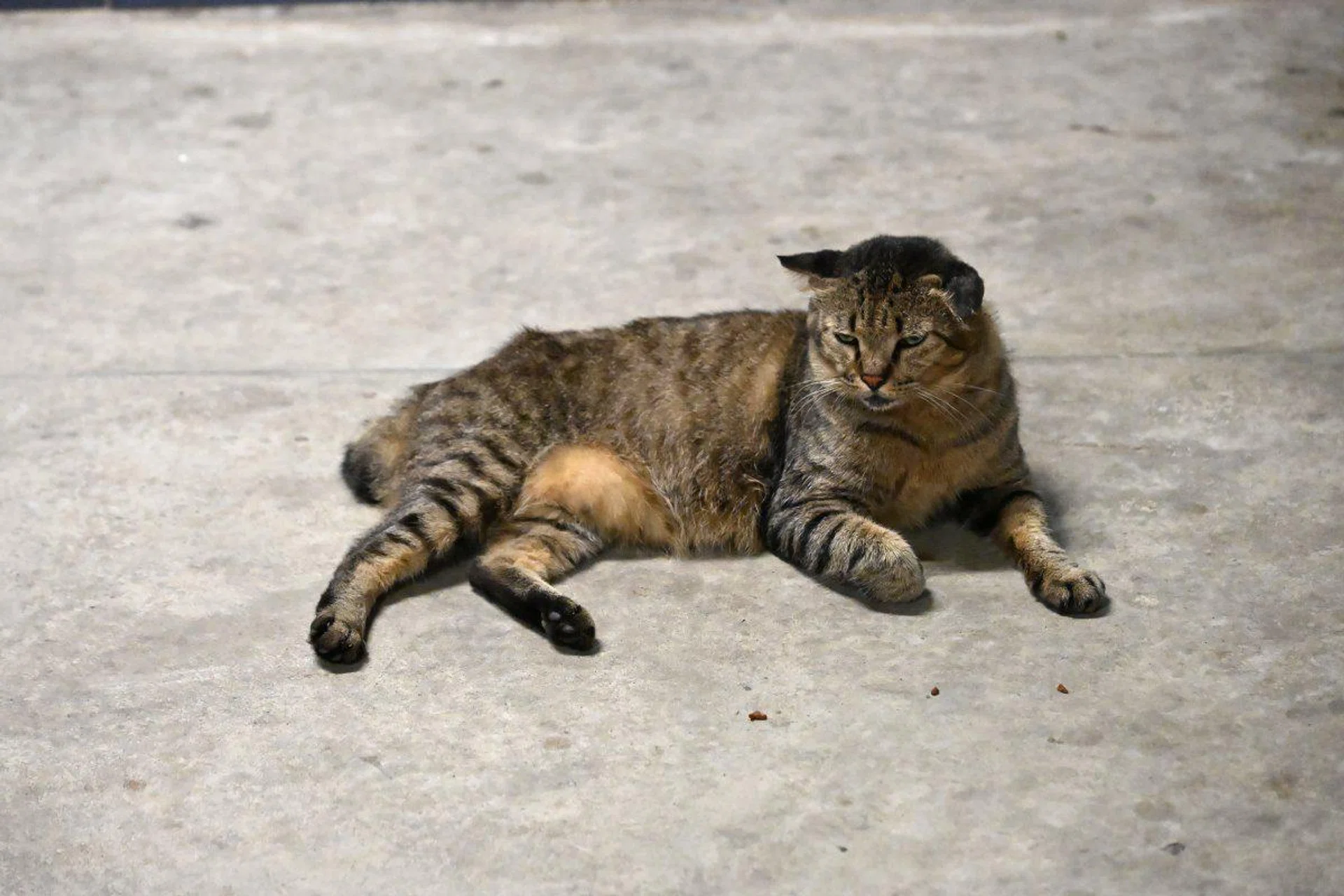 Shooting info: 120mm at f/4, 1/125s, ISO 12800. Image Source: HWZ