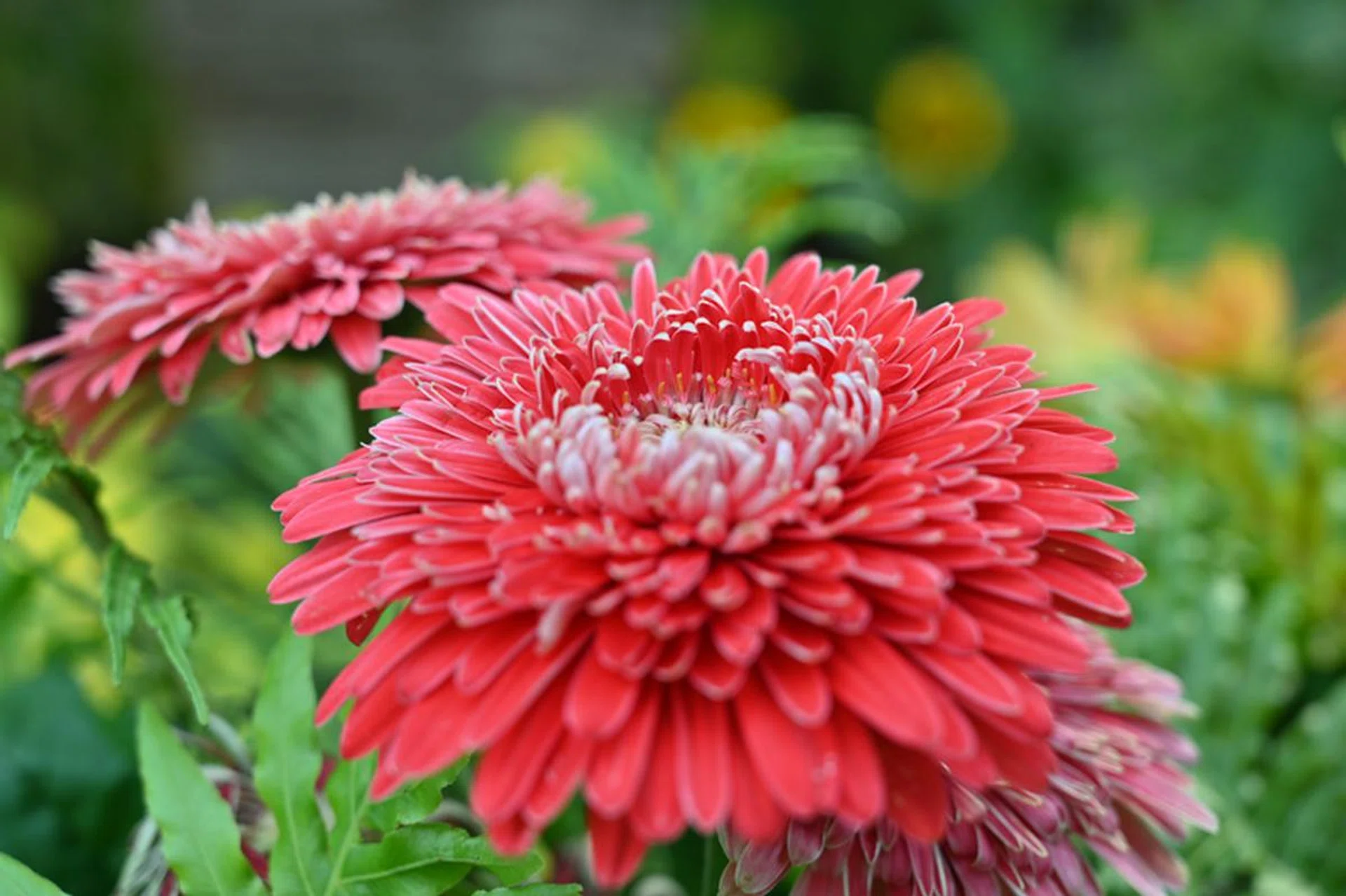 50mm at f/5.6, 1/50s, ISO220 (no mid-range sharpening applied)