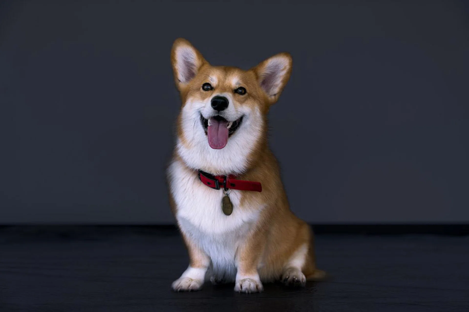 Image: The goodest boy, Ein the corgi. The dog was unfortunately unavailable for interviews, but we assume something along the lines of, "Woof," would be appropriate in his stead | Netflix