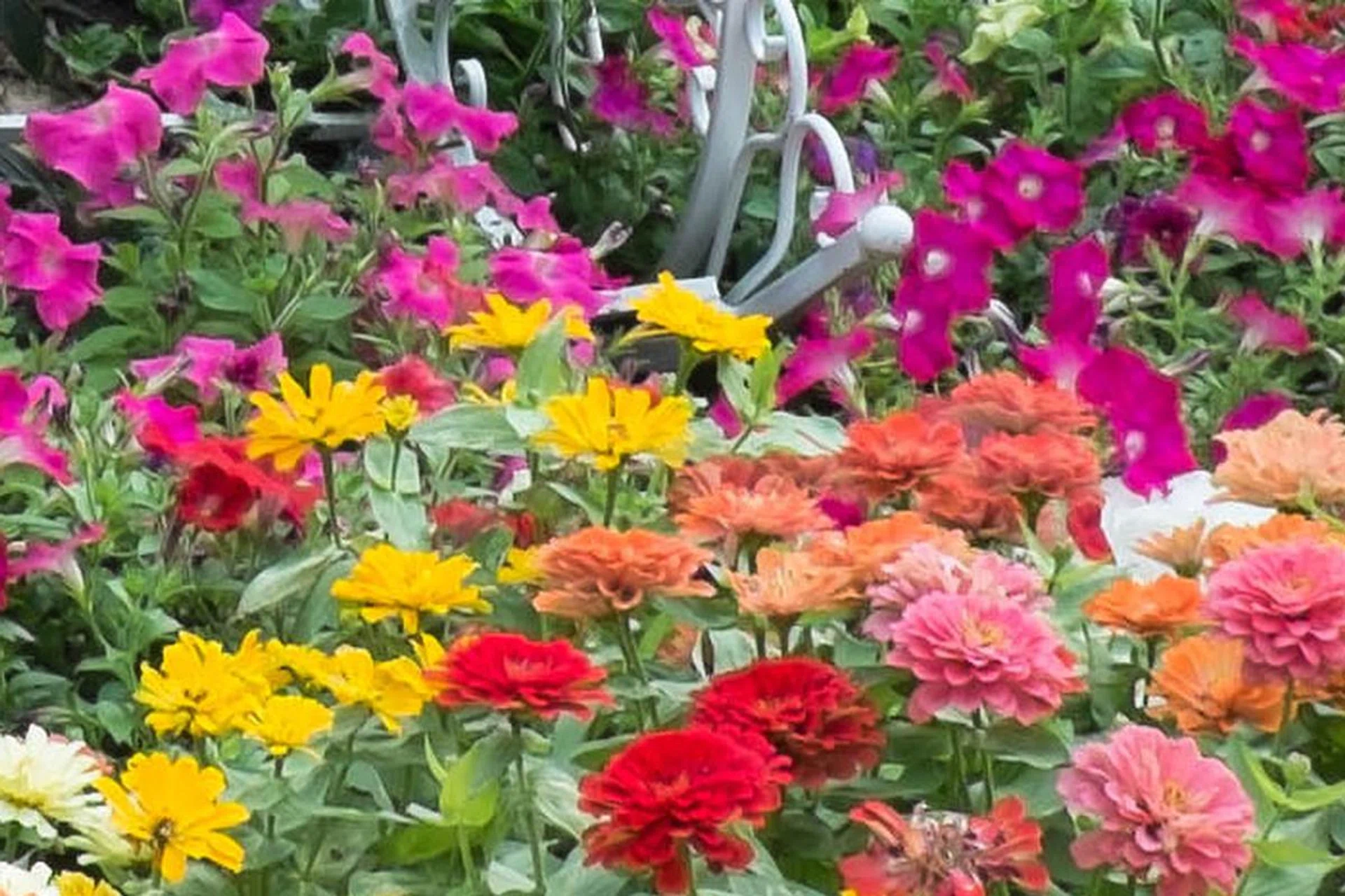 A 100% crop of a raw file exported from LR5. Notice how some of the flowers have fuzzy edges.