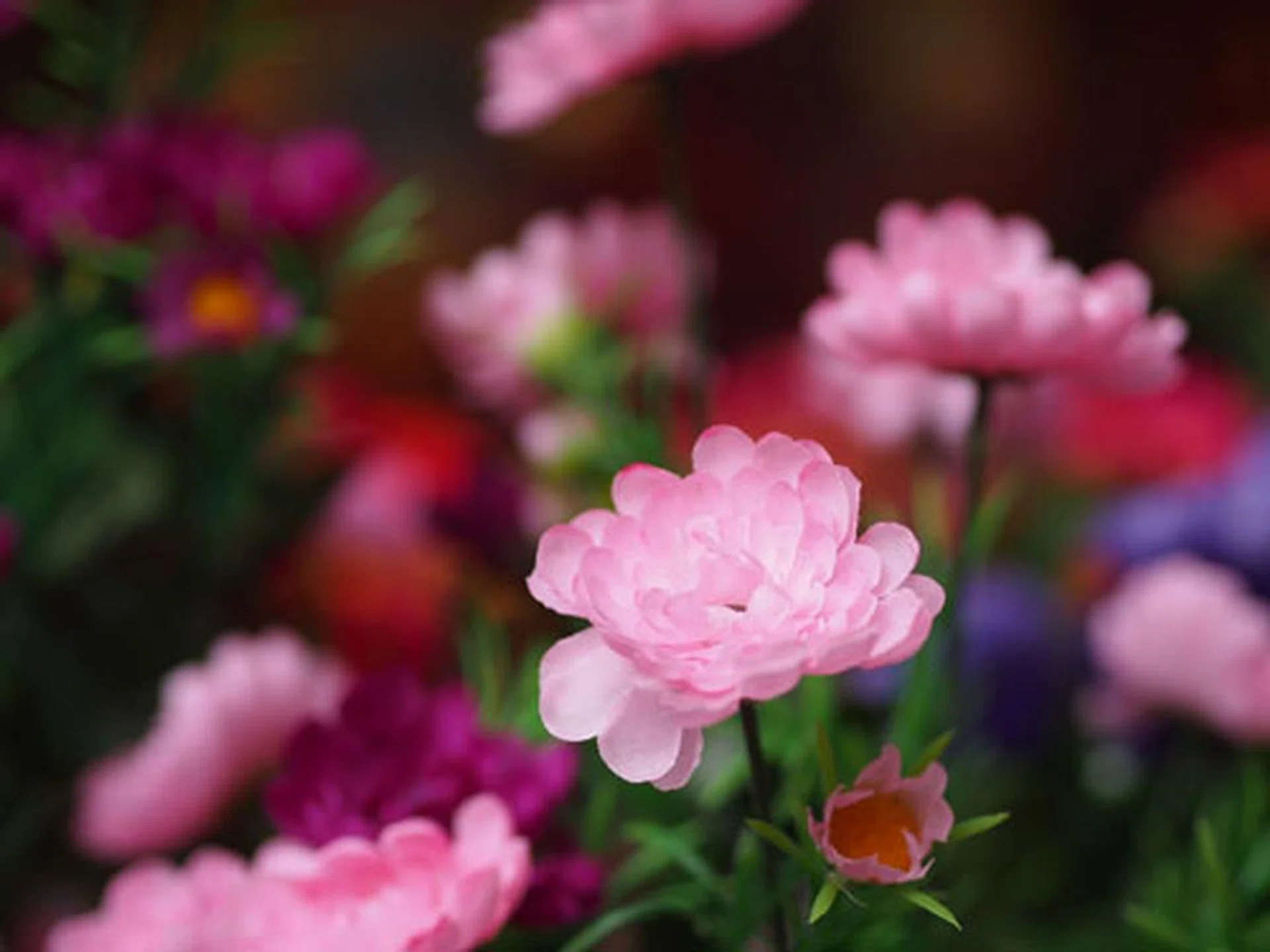 f/1.8 at 90mm (35mm equivalent), 1/1000 sec, ISO200.